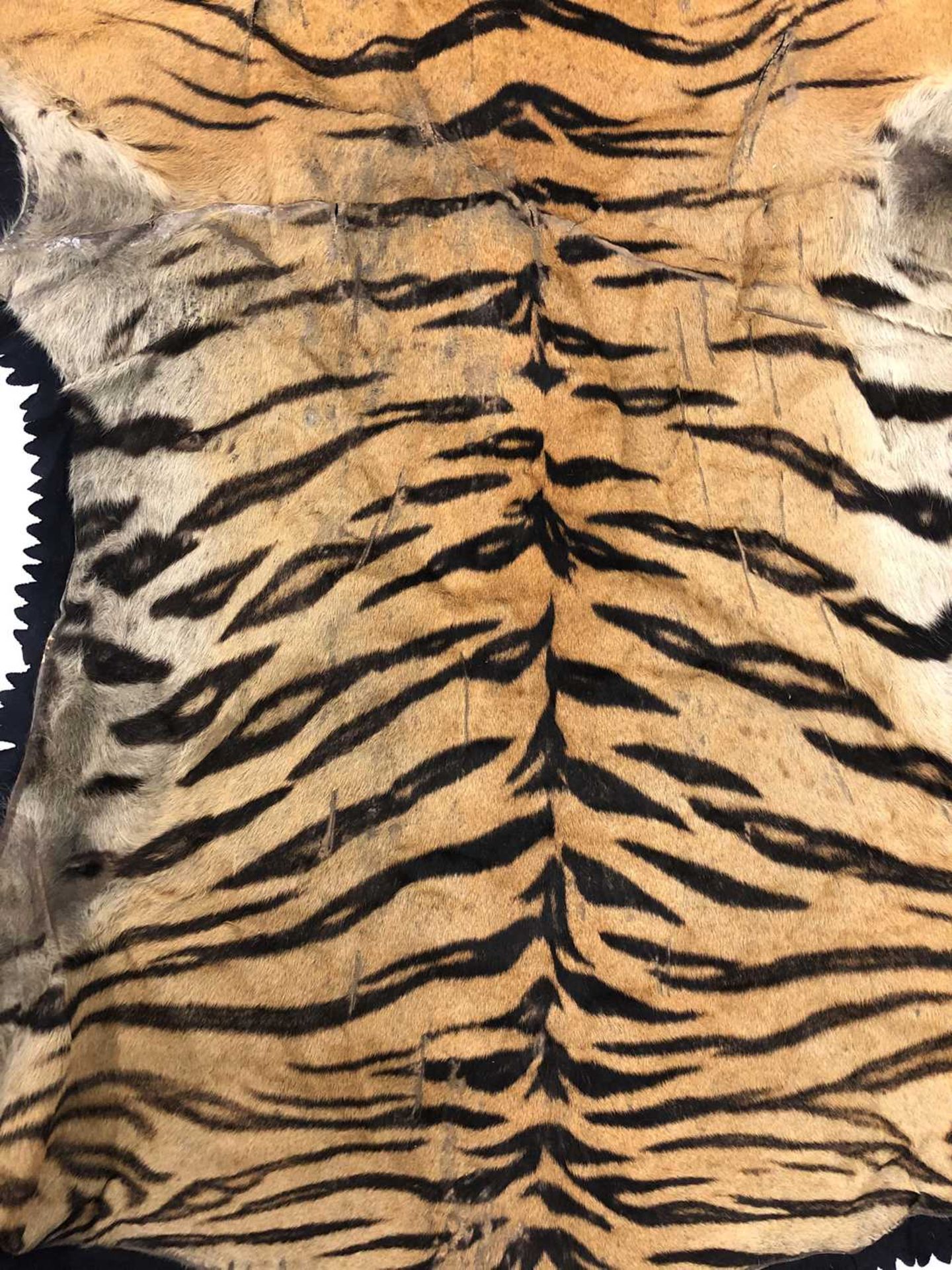 Taxidermy: A taxidermy tiger skin rug by Rowland Ward - Image 9 of 26