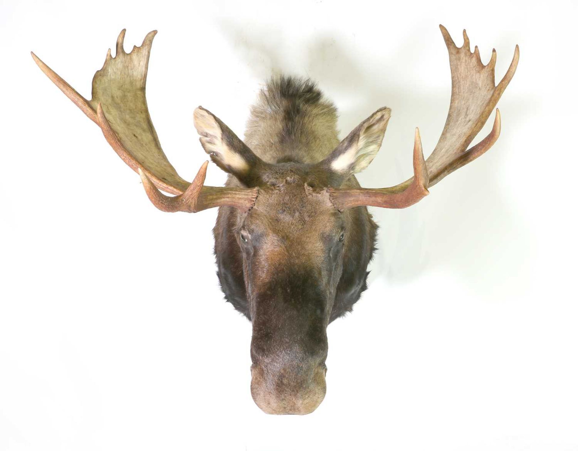 Taxidermy: Canadian moose