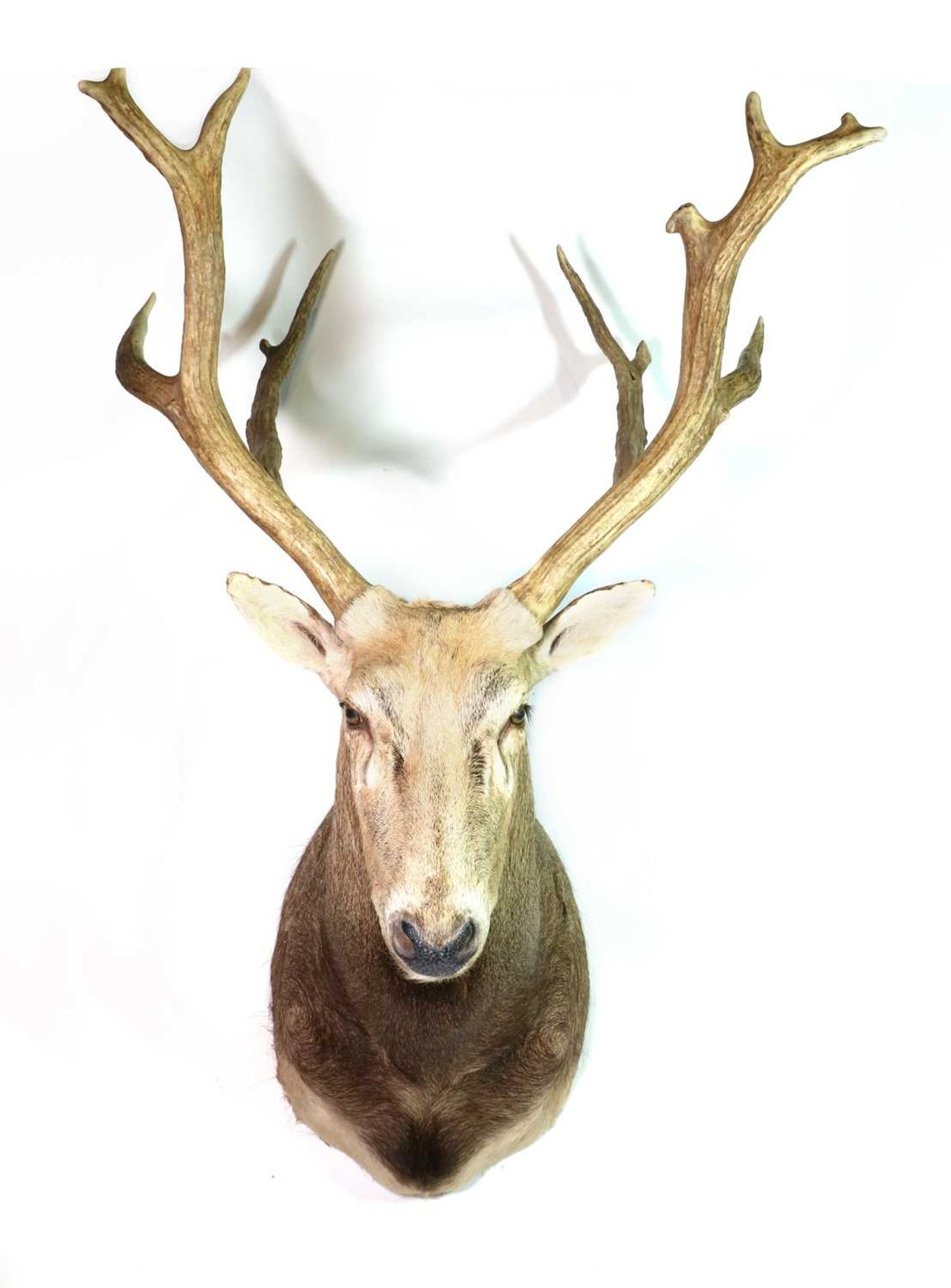 Taxidermy: Pere David - Image 2 of 2