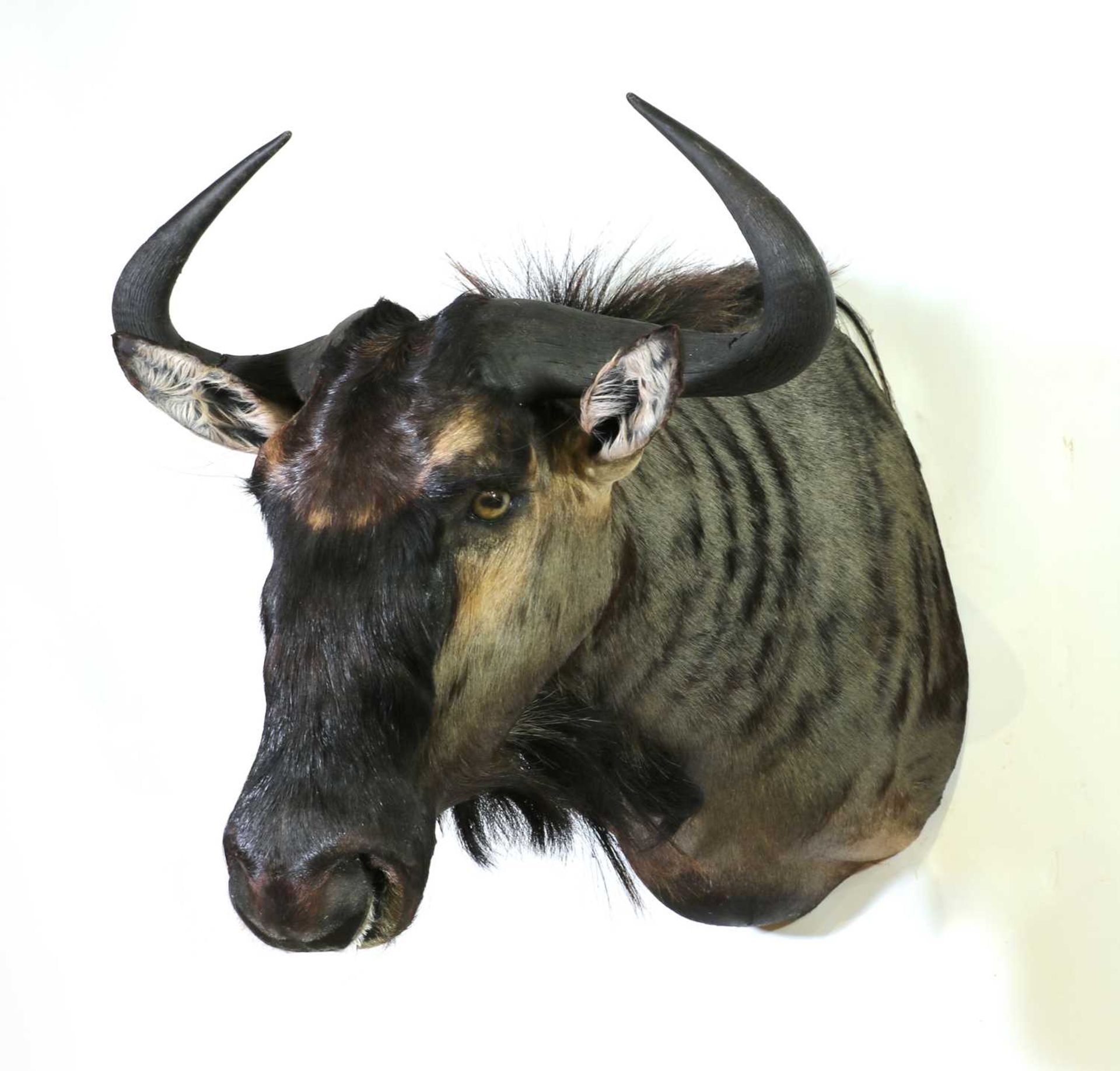 Taxidermy: Blue wildebeest bull - Image 2 of 2