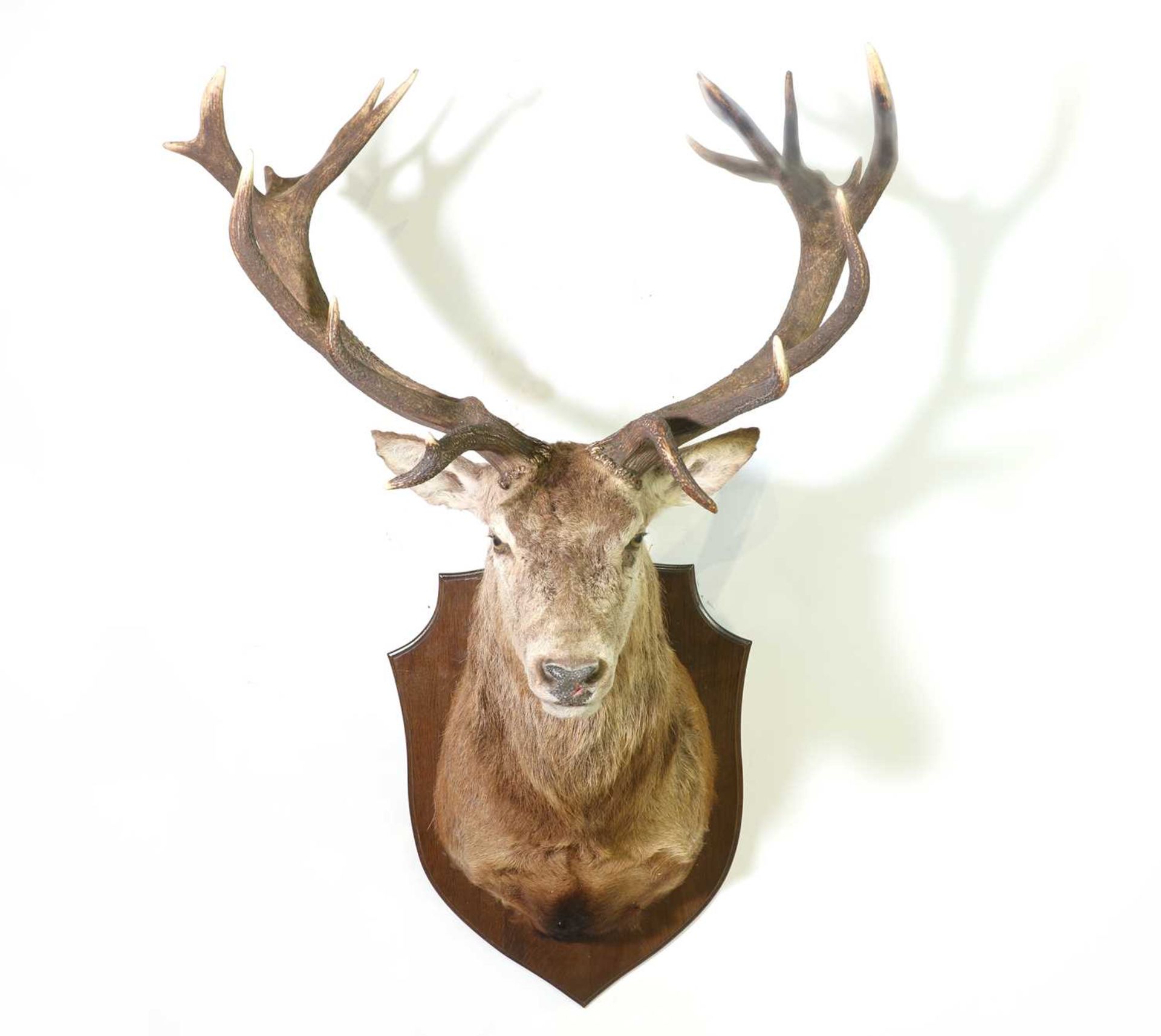 Taxidermy: Red deer stag