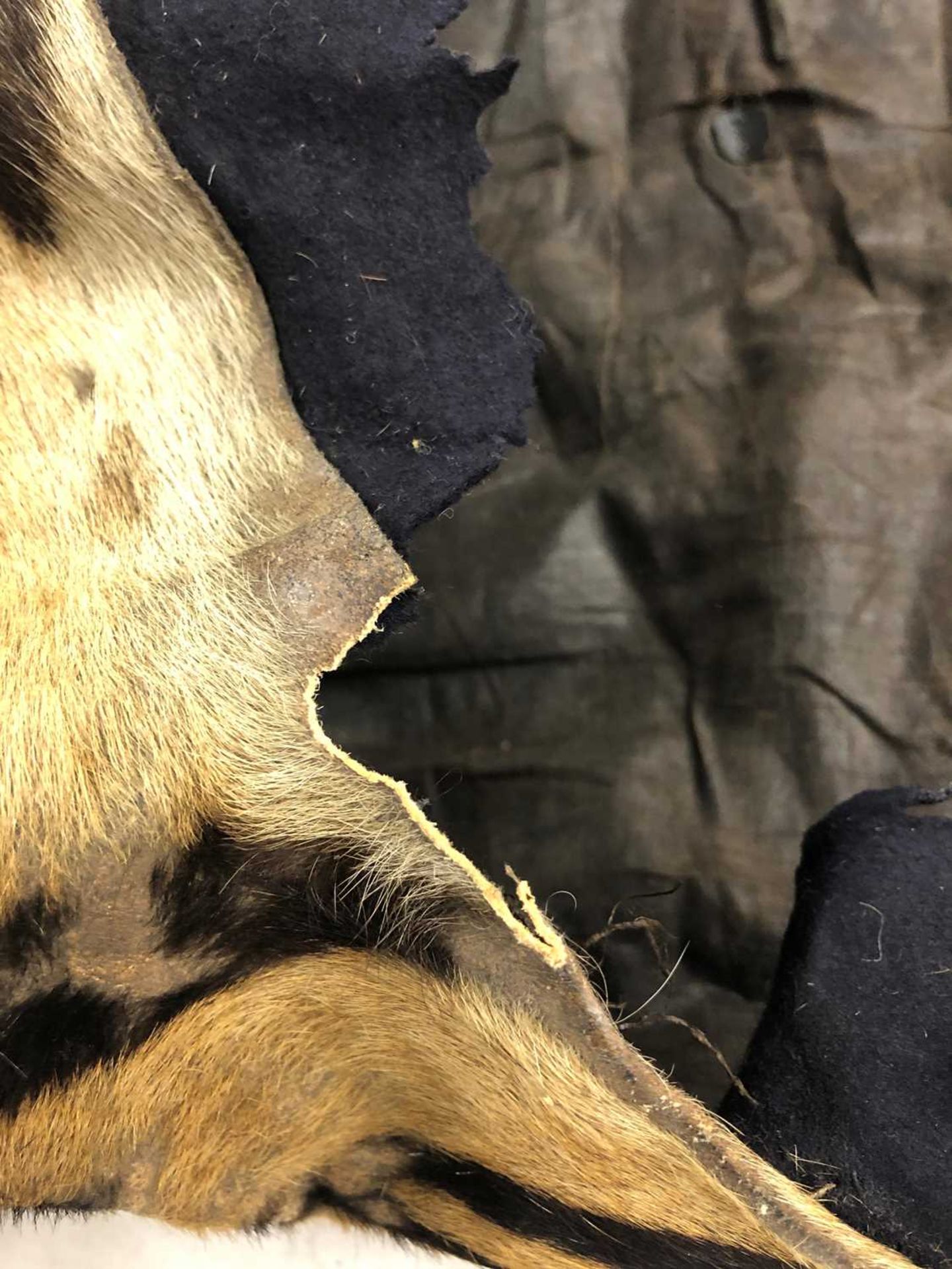 Taxidermy: A taxidermy tiger skin rug by Rowland Ward - Image 24 of 26