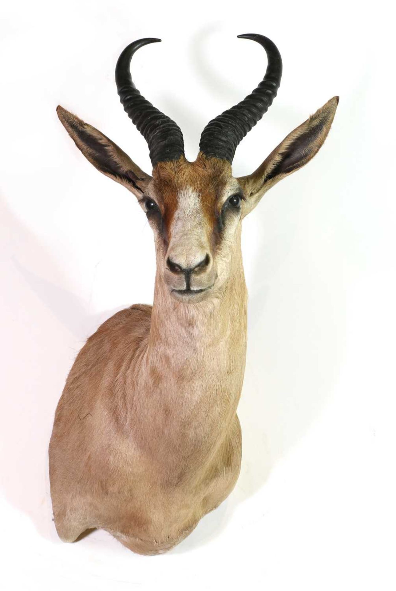 Taxidermy: Coffee springbuck