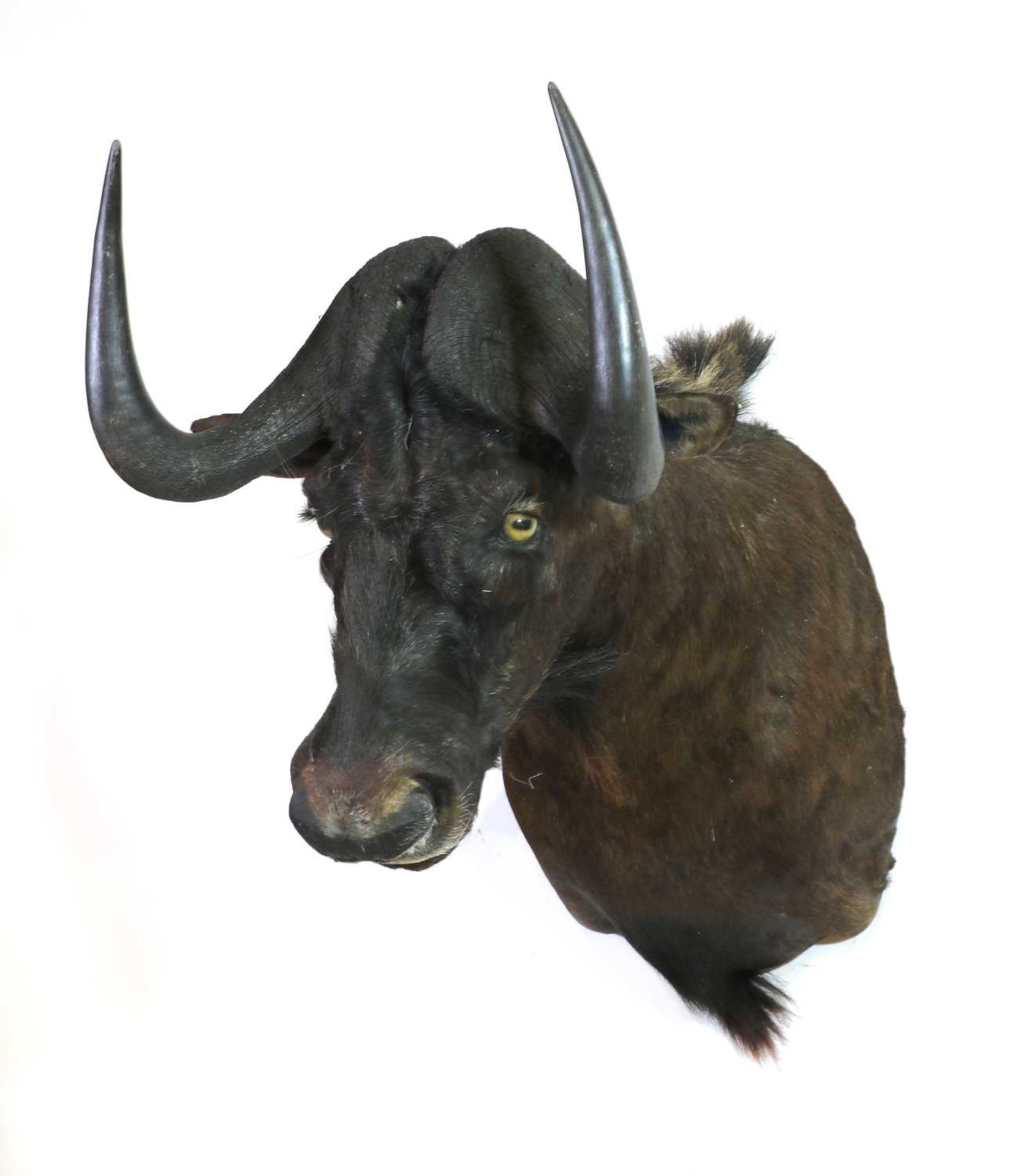 Taxidermy: Black wildebeest - Image 2 of 2