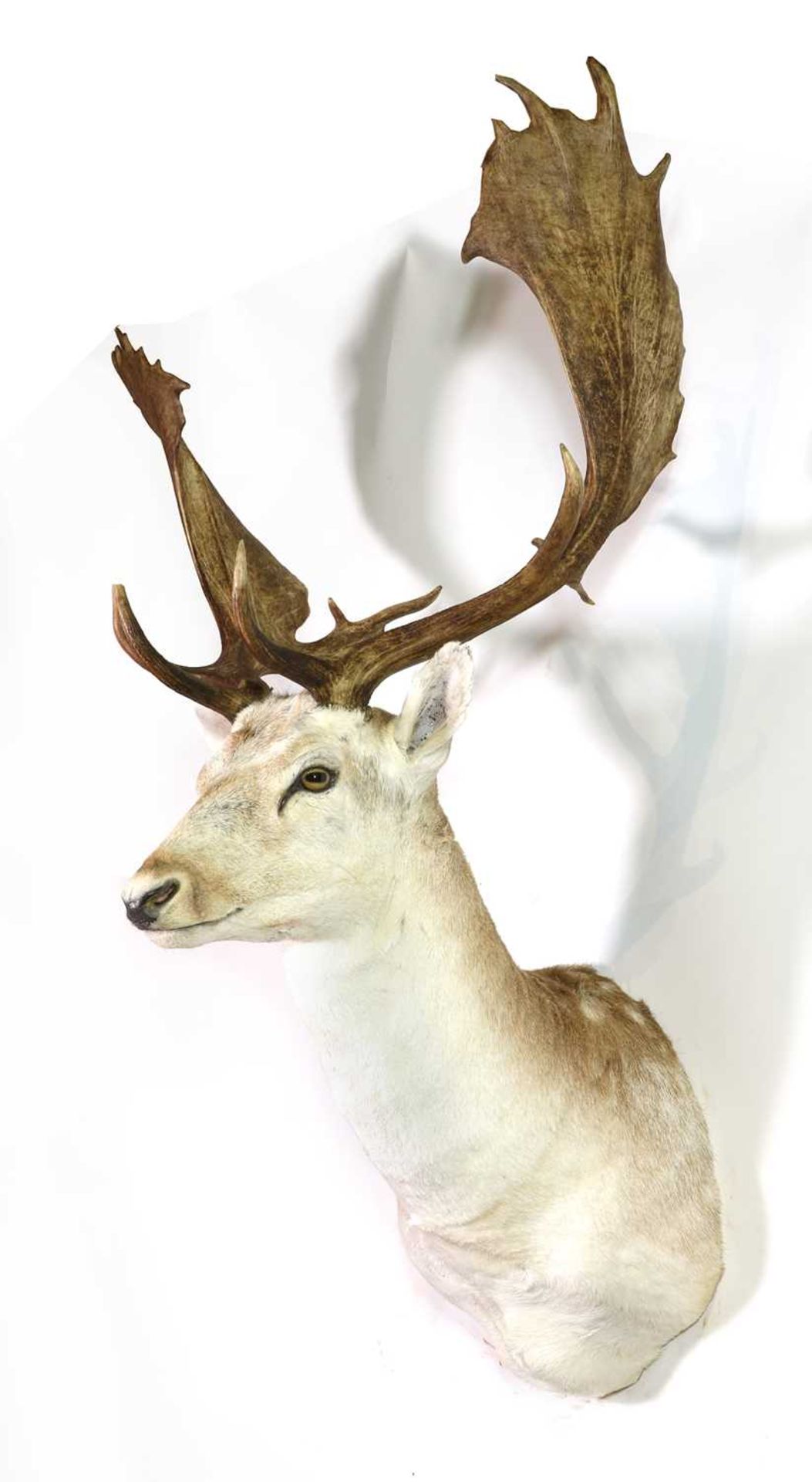 Taxidermy: White fallow buck - Image 2 of 2