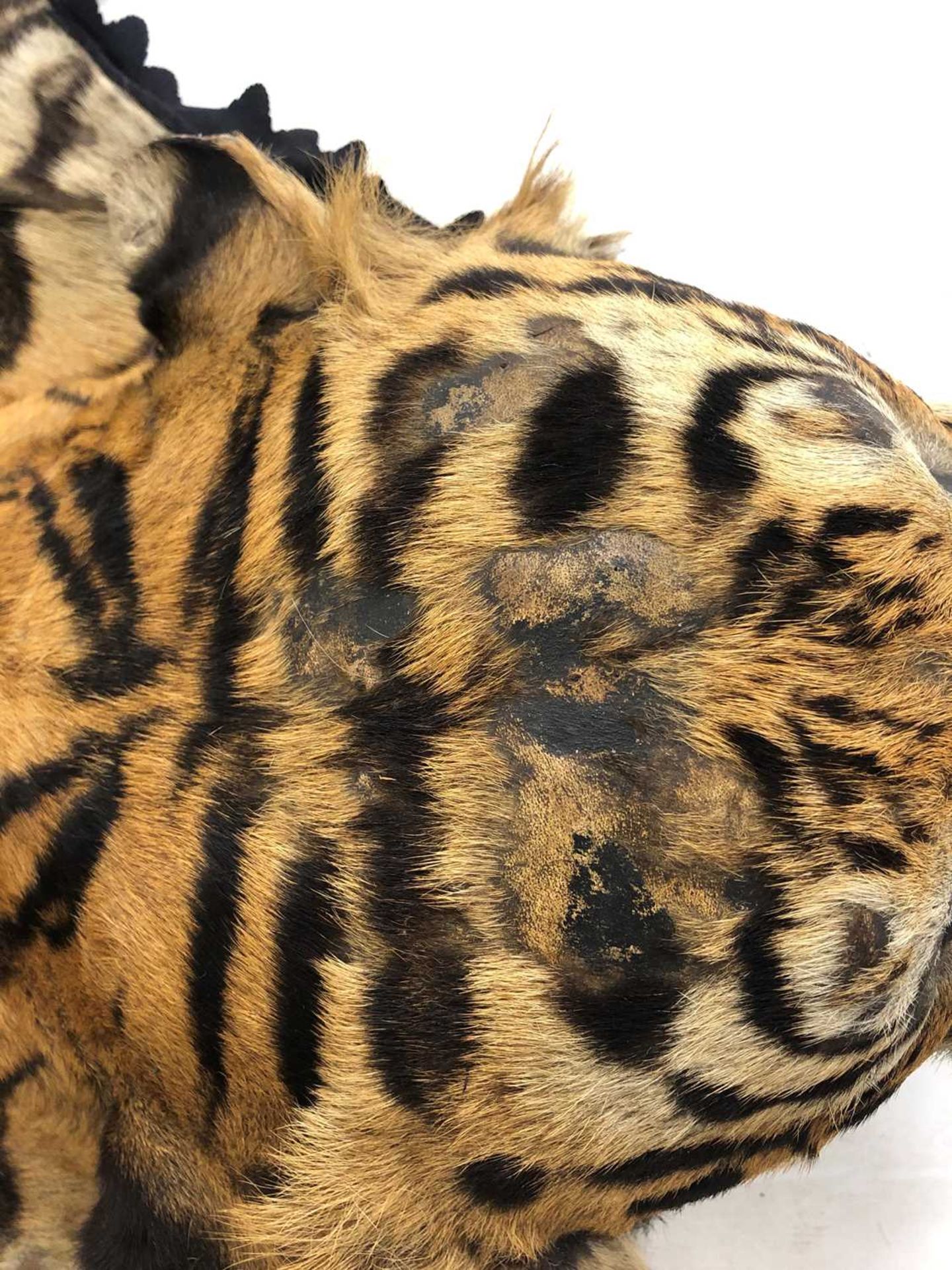 Taxidermy: A taxidermy tiger skin rug by Rowland Ward - Image 4 of 26