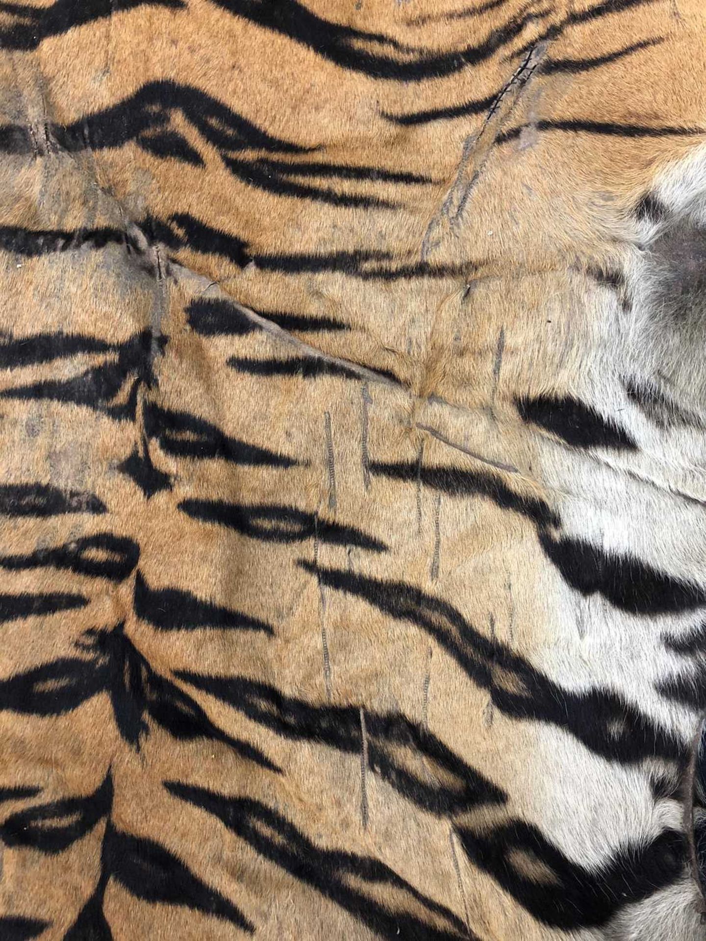 Taxidermy: A taxidermy tiger skin rug by Rowland Ward - Image 8 of 26