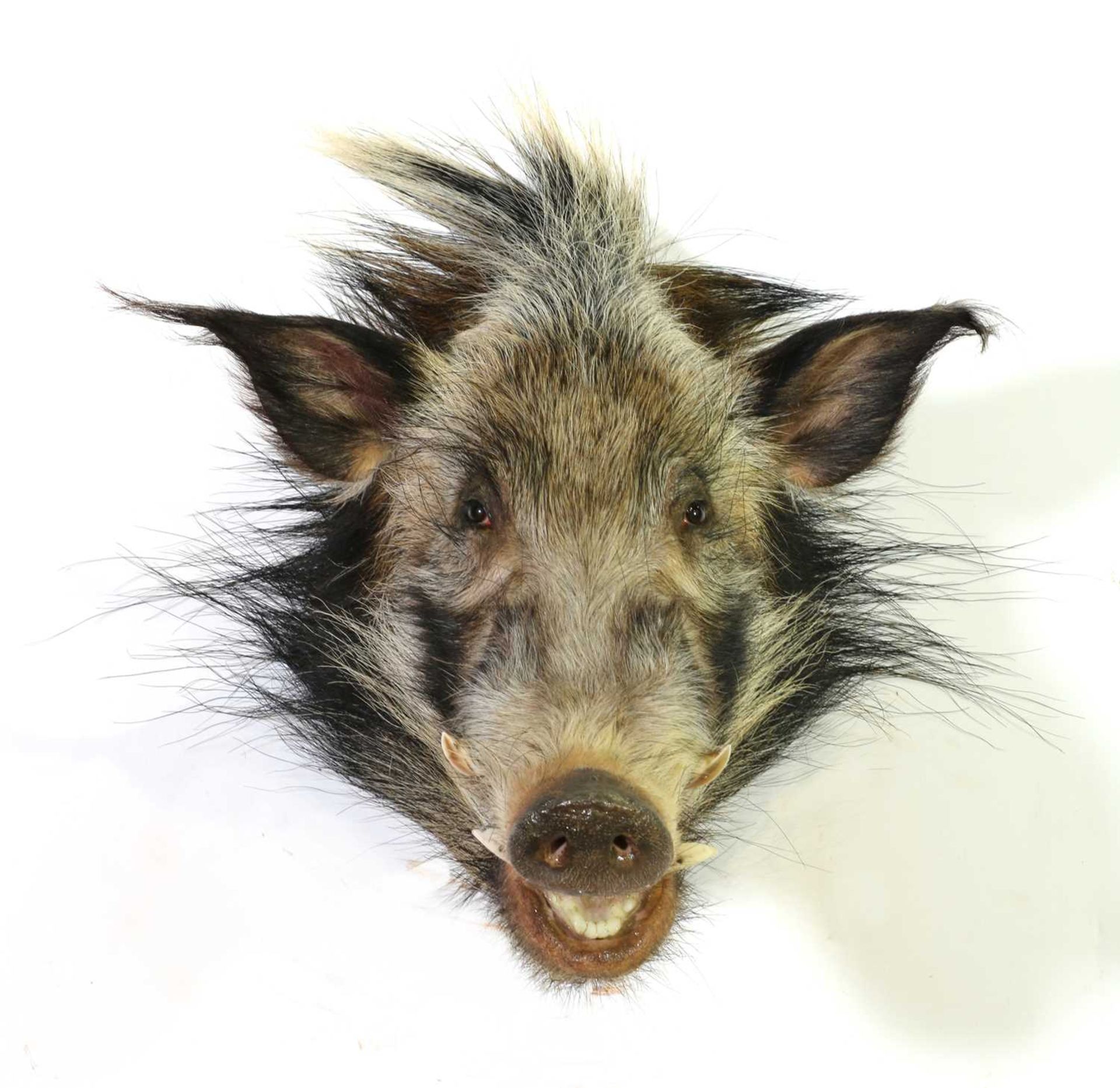 Taxidermy: Bush pig boar