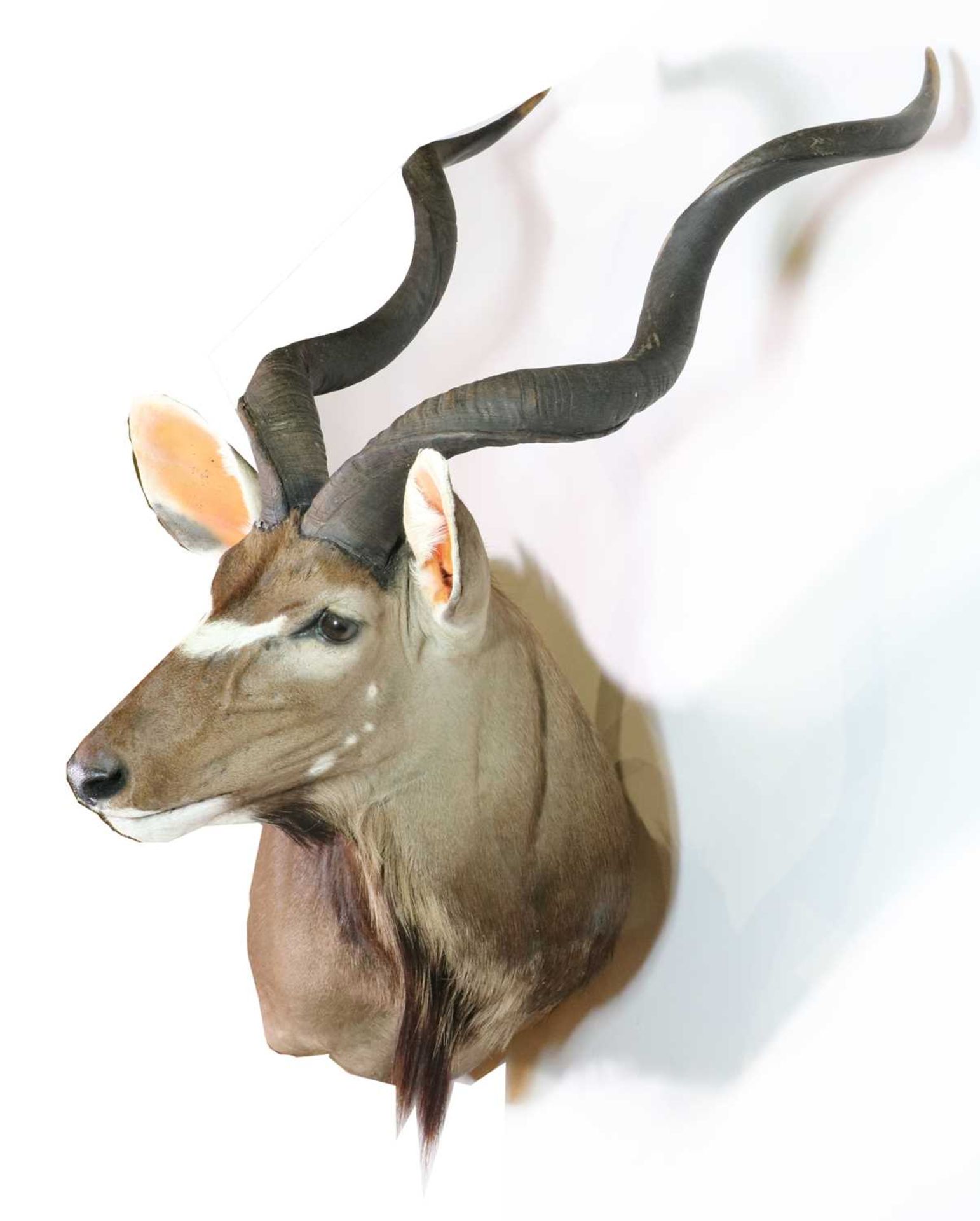 Taxidermy: Cape kudu