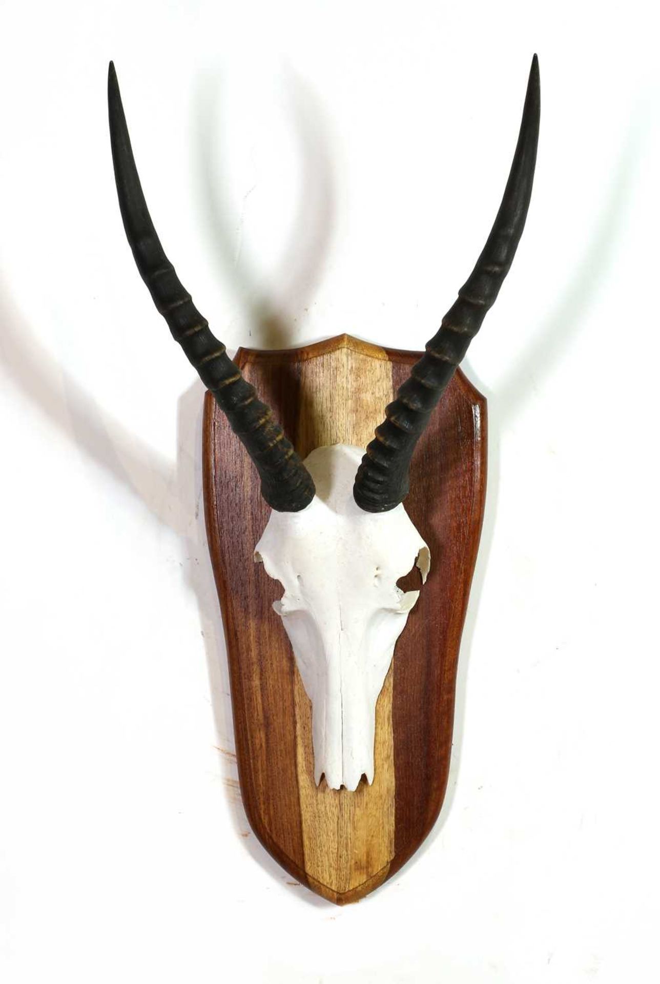 Taxidermy: Black wildebeest - Bild 2 aus 3