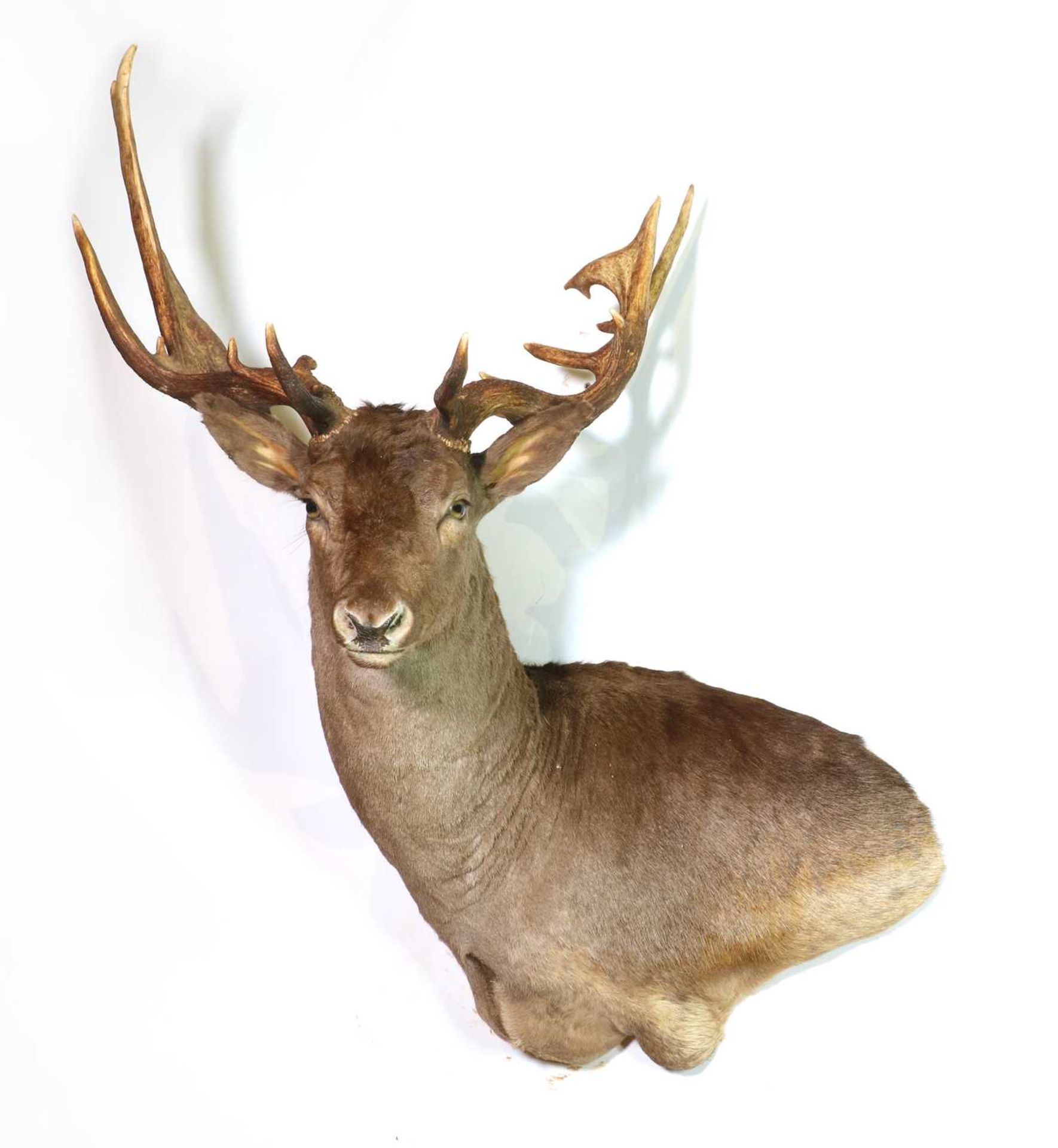 Taxidermy: Black fallow deer - Image 2 of 2