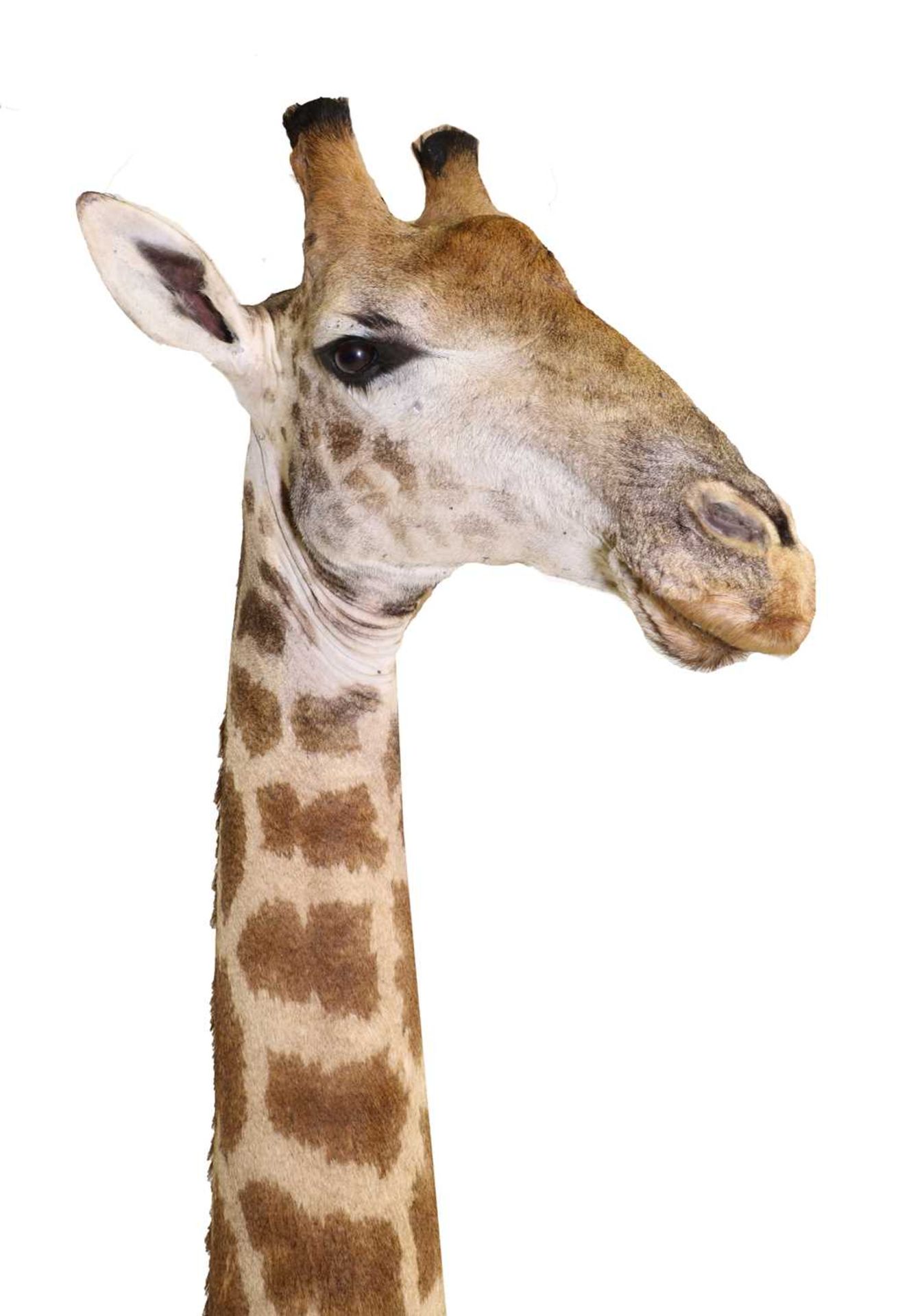 Taxidermy: Giraffe head and neck mount - Image 2 of 2