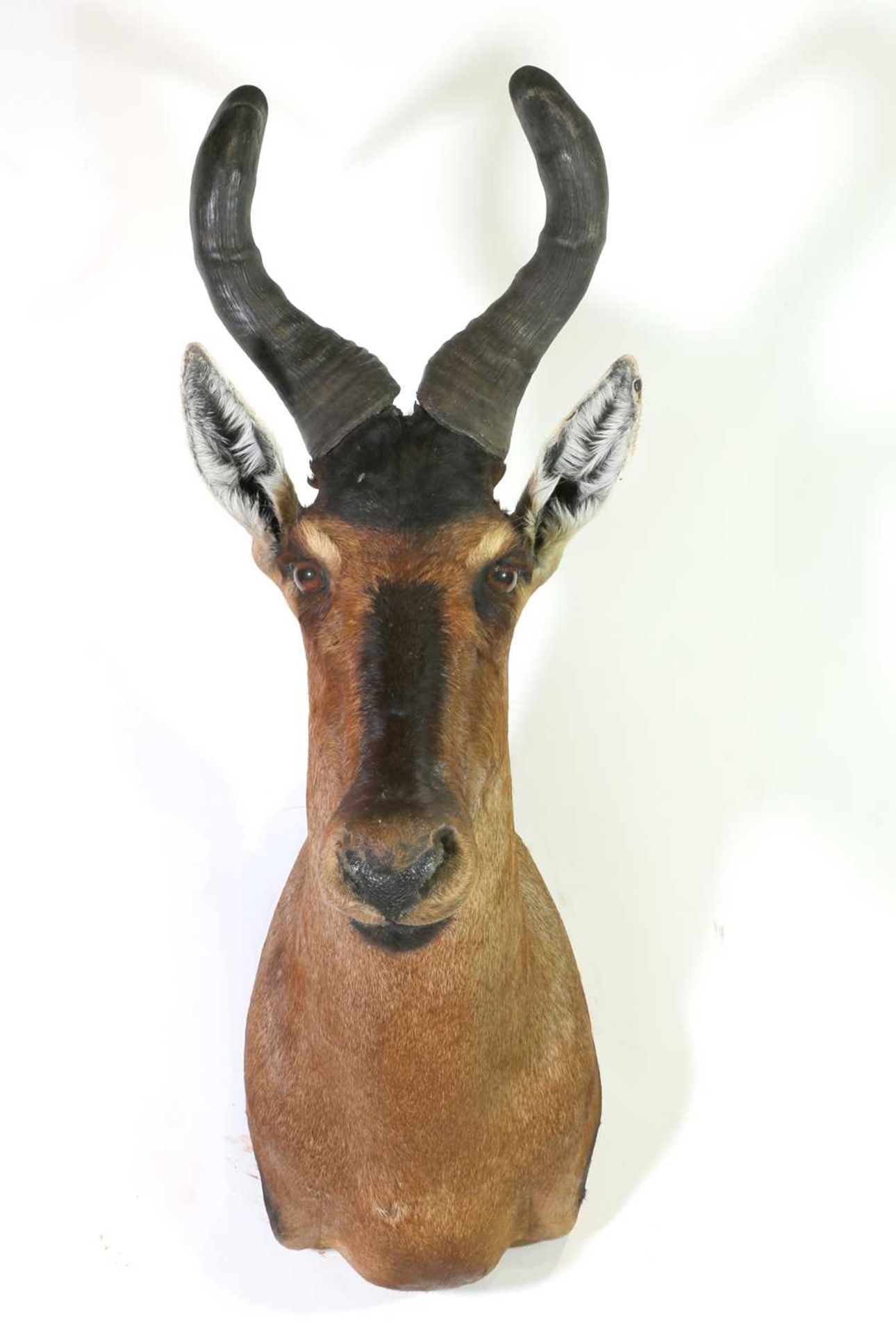 Taxidermy: Red hartebeest - Image 2 of 2