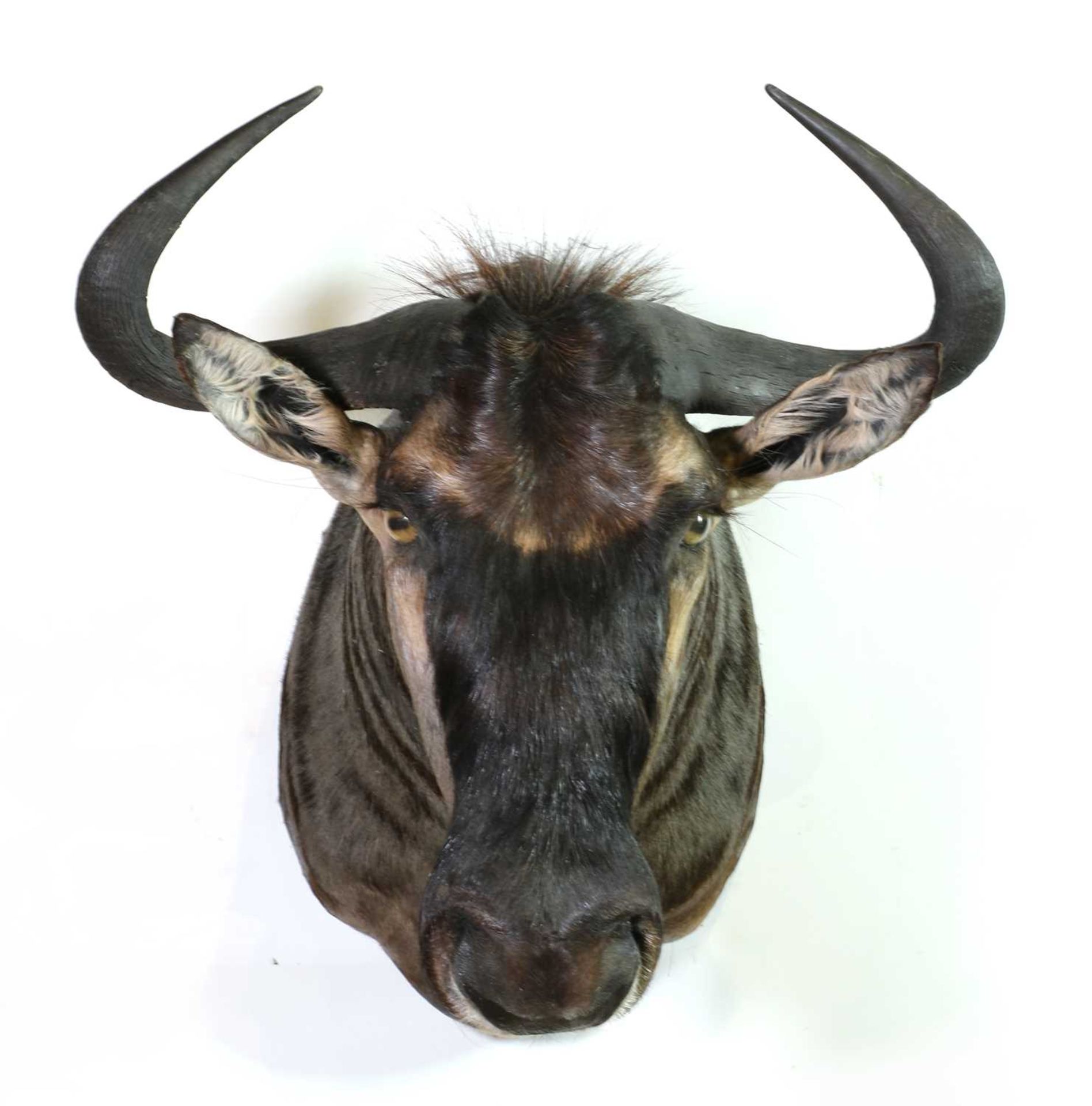 Taxidermy: Blue wildebeest bull