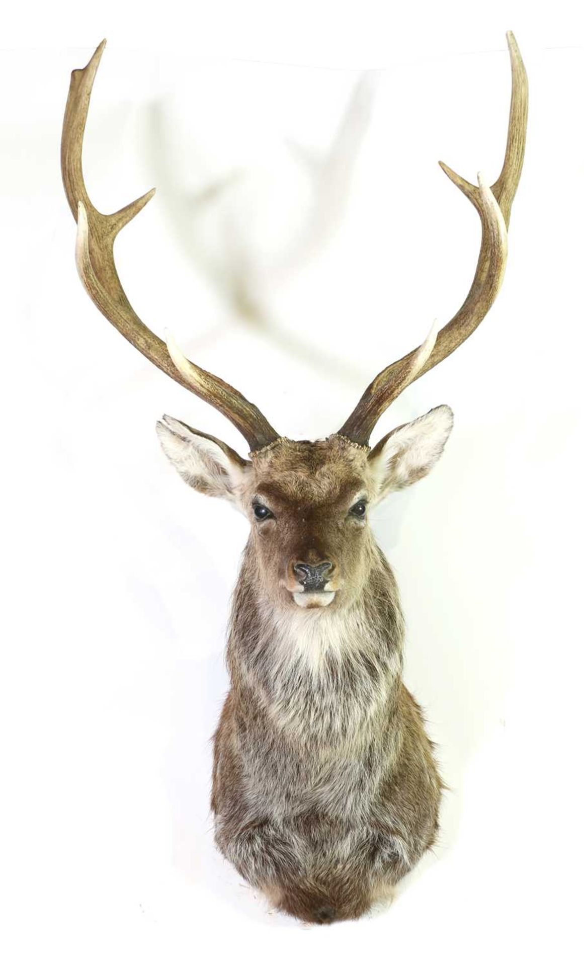 Taxidermy: Manchurian sika