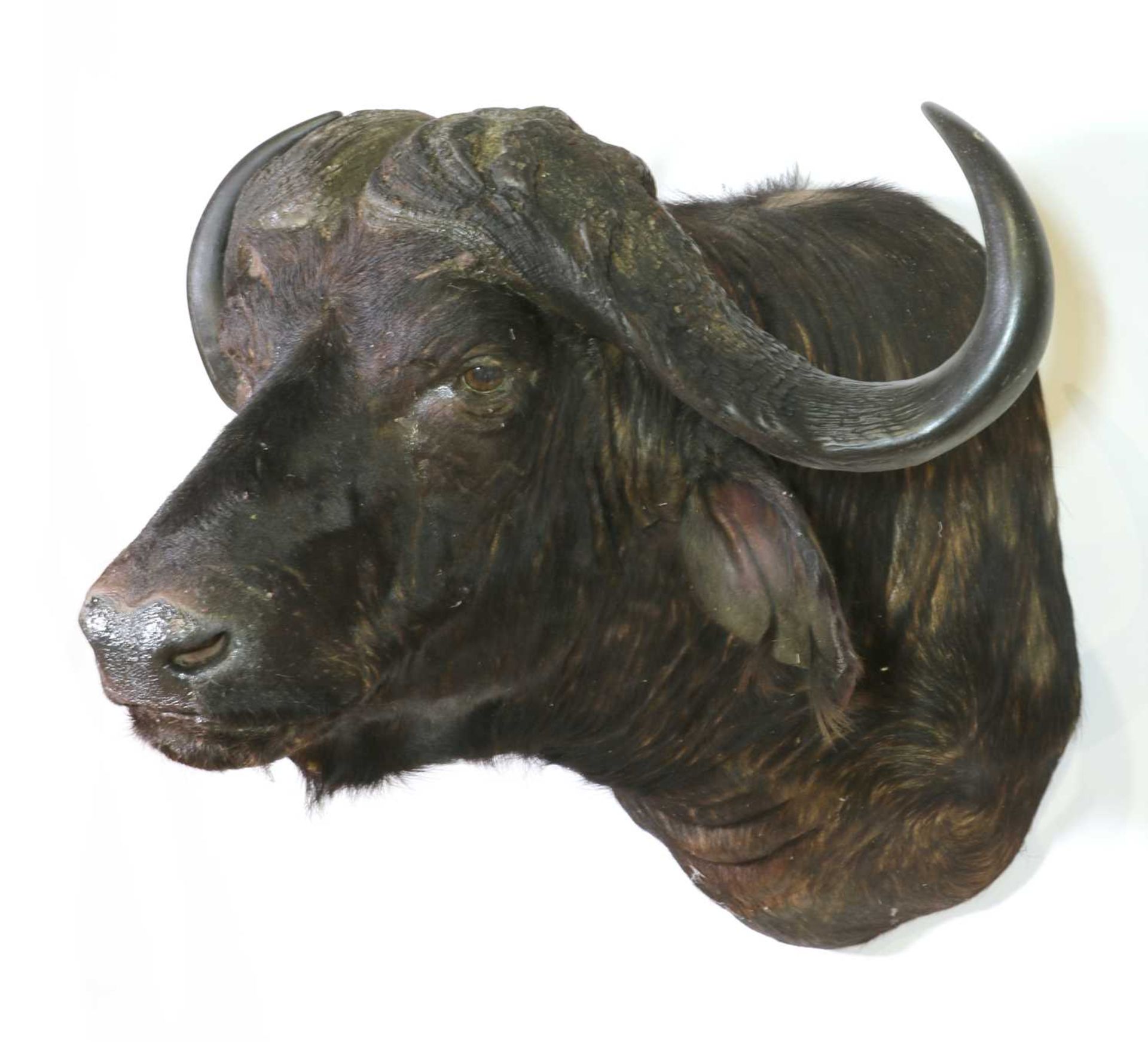 Taxidermy: Cape buffalo - Bild 2 aus 2