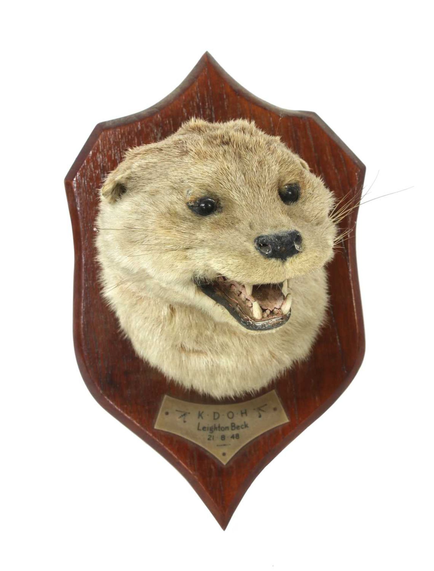 Taxidermy: Otter mask - Image 2 of 3