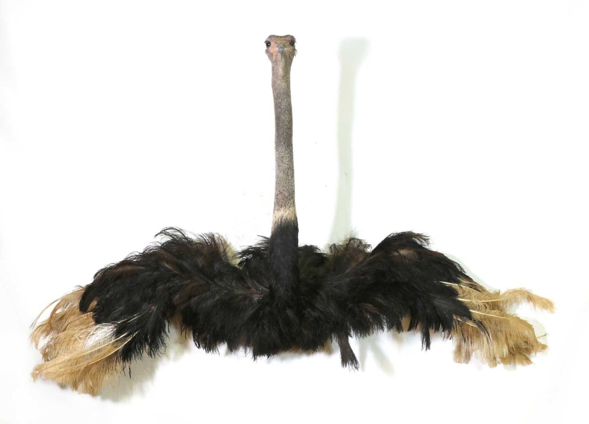 Taxidermy: Ostrich - Bild 2 aus 2