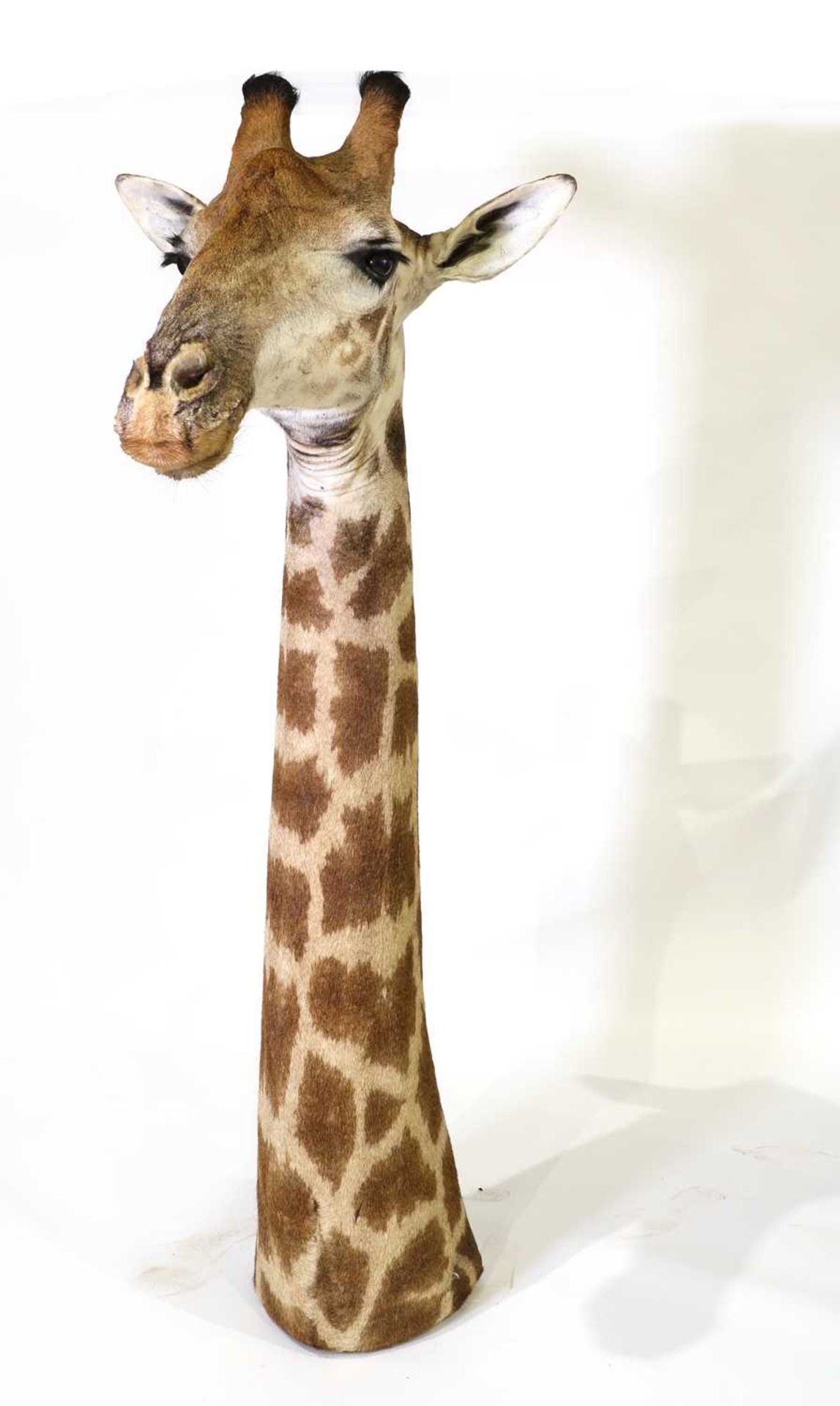 Taxidermy: Giraffe head and neck mount