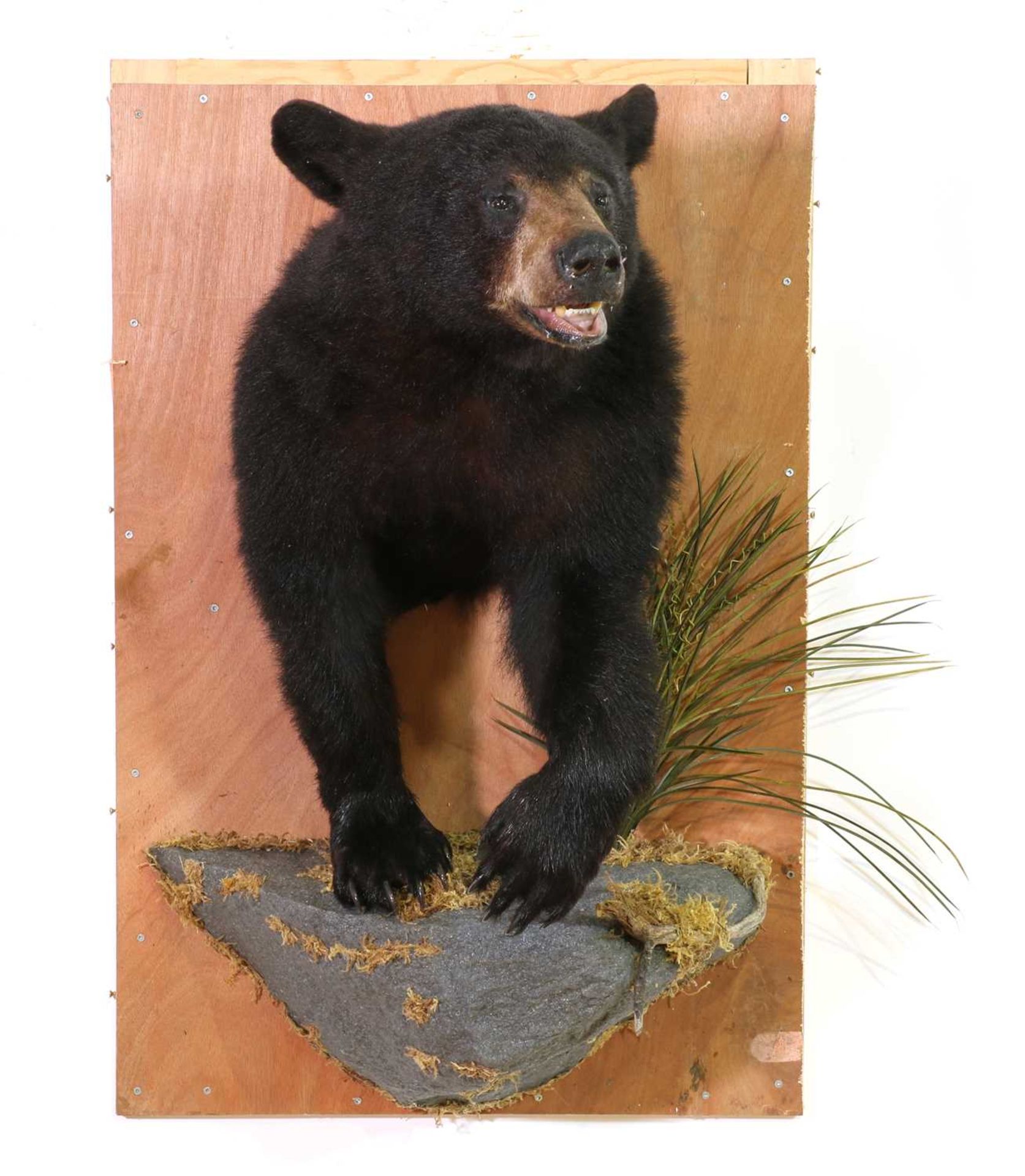 Taxidermy: Canadian black bear