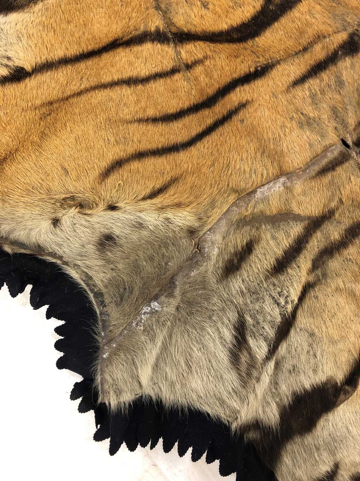 Taxidermy: A taxidermy tiger skin rug by Rowland Ward - Image 10 of 26