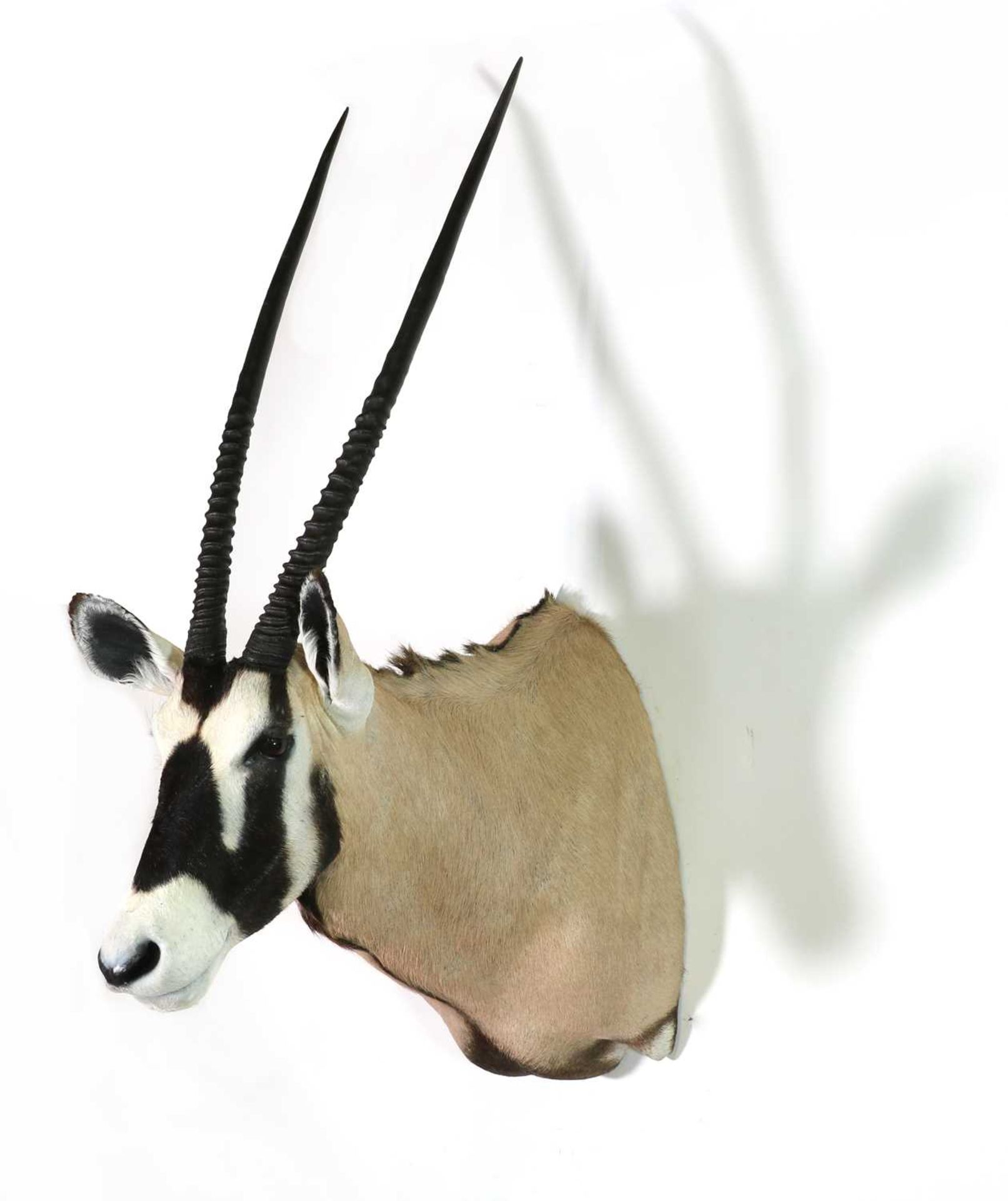 Taxidermy: Oryx bull - Image 2 of 2