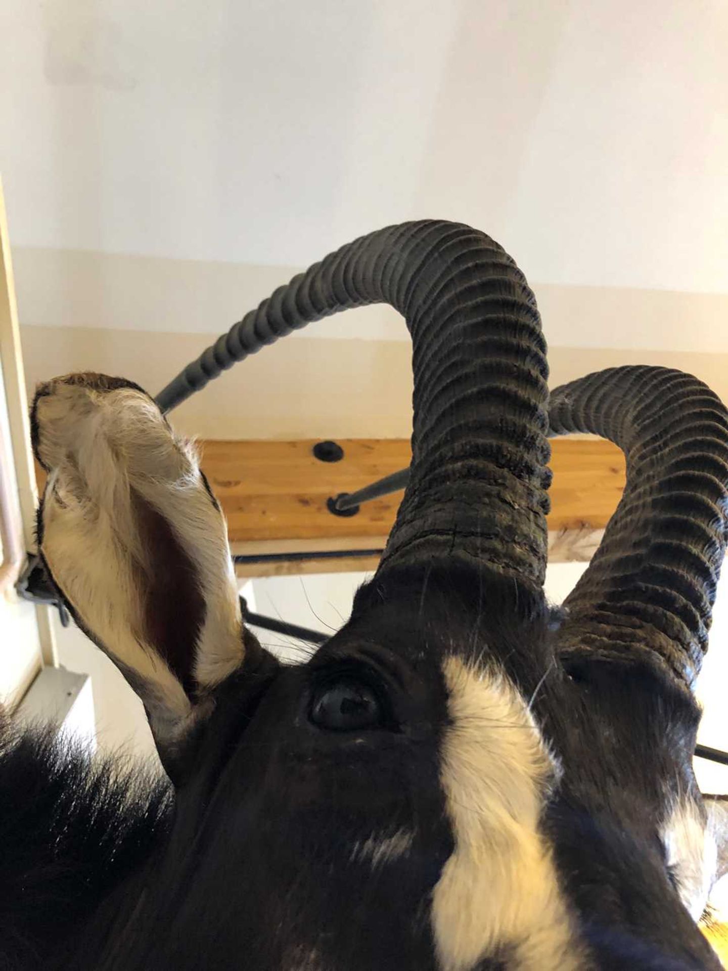 Taxidermy: Sable antelope - Image 10 of 11