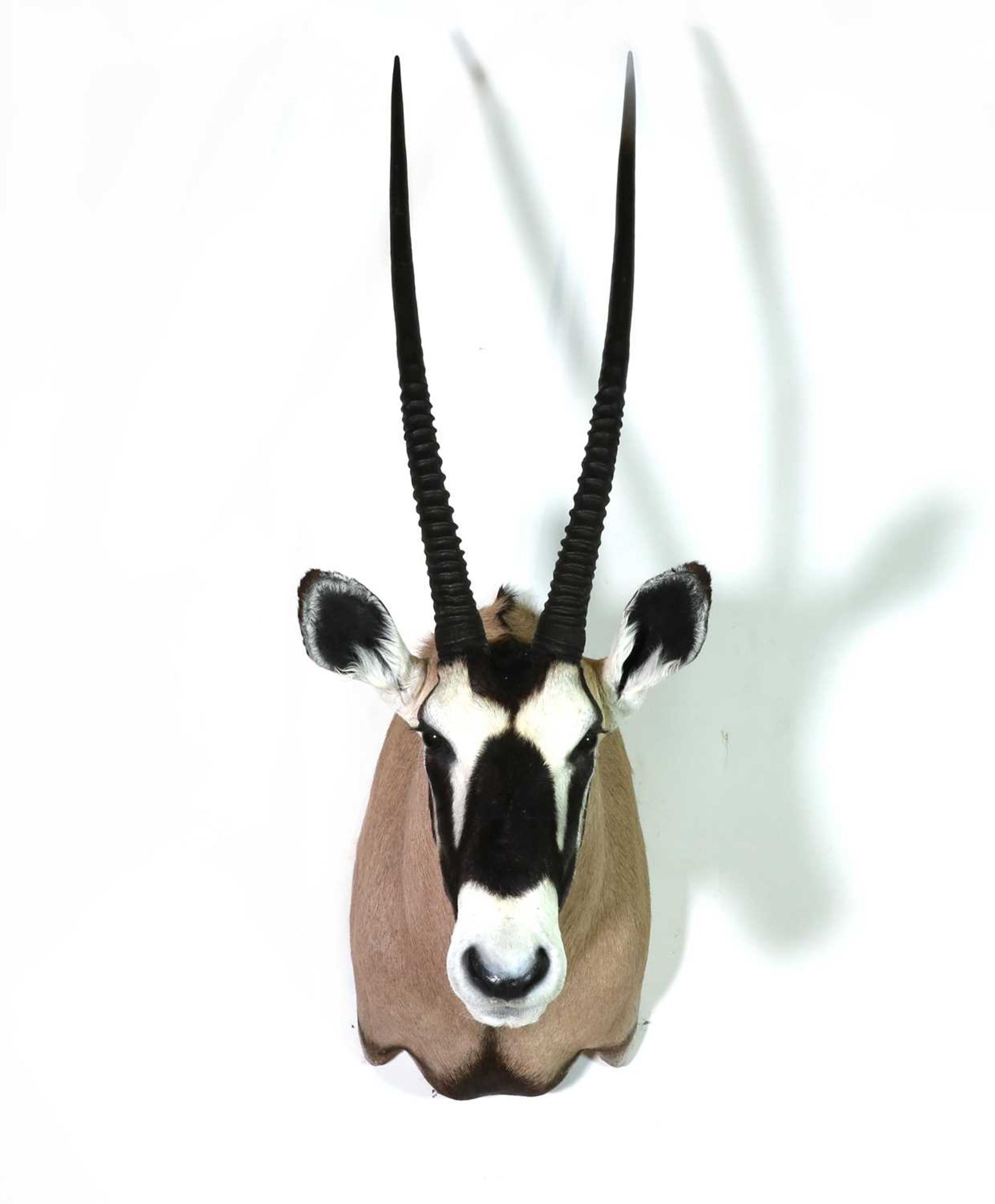 Taxidermy: Oryx bull
