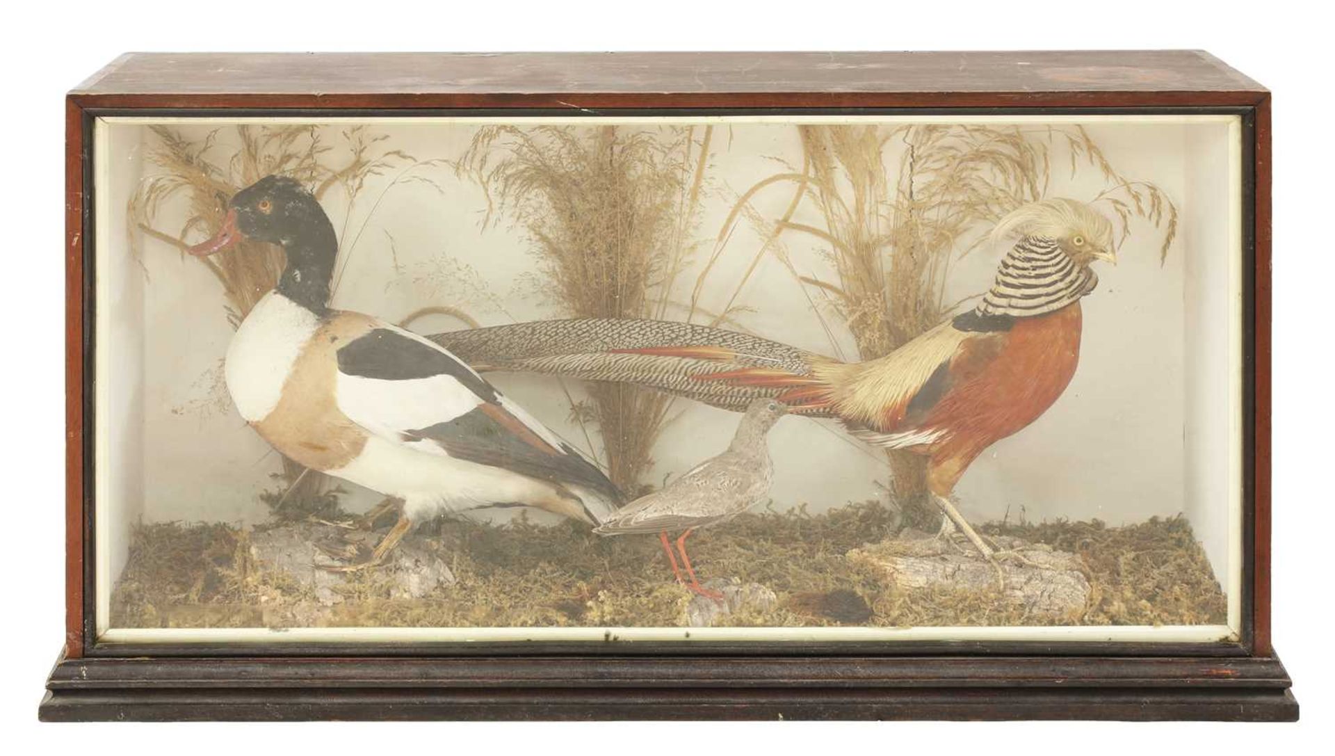 axidermy: a golden pheasant, a shelduck and a wader