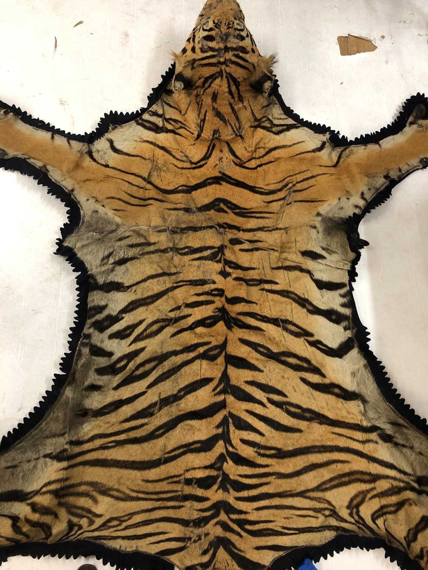 Taxidermy: A taxidermy tiger skin rug by Rowland Ward - Image 17 of 26