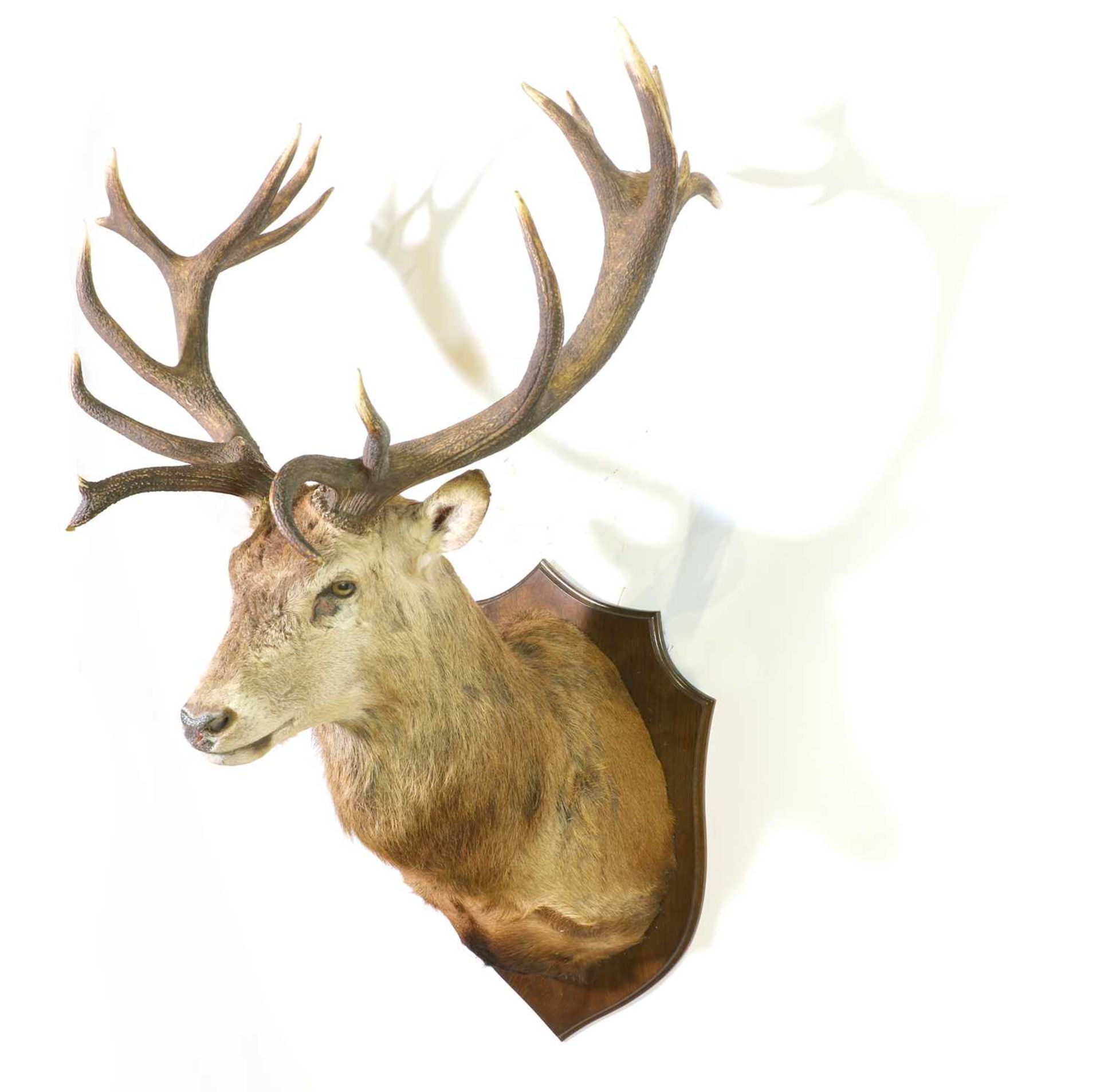 Taxidermy: Red deer stag - Bild 2 aus 2