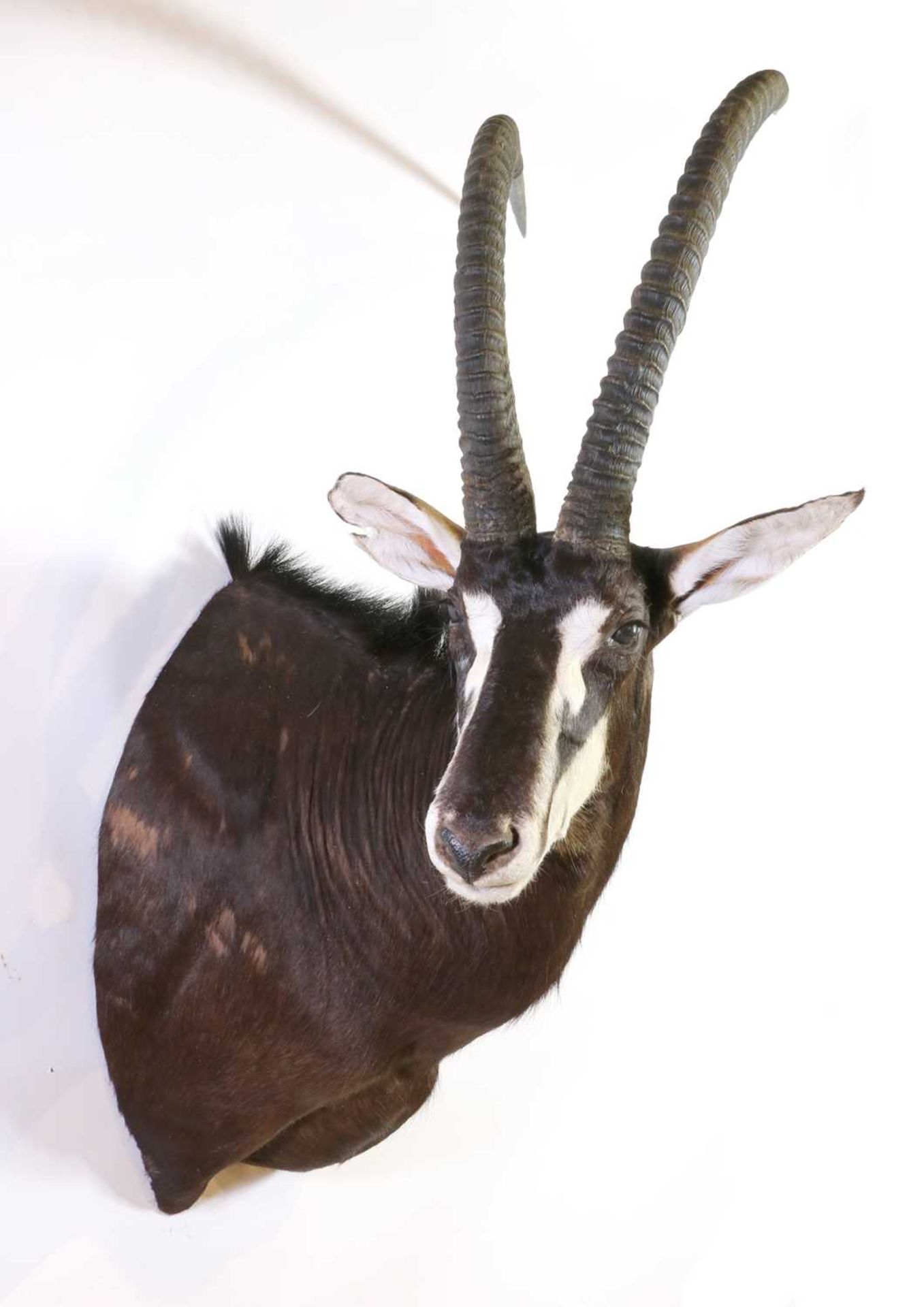 Taxidermy: Sable antelope - Image 2 of 11