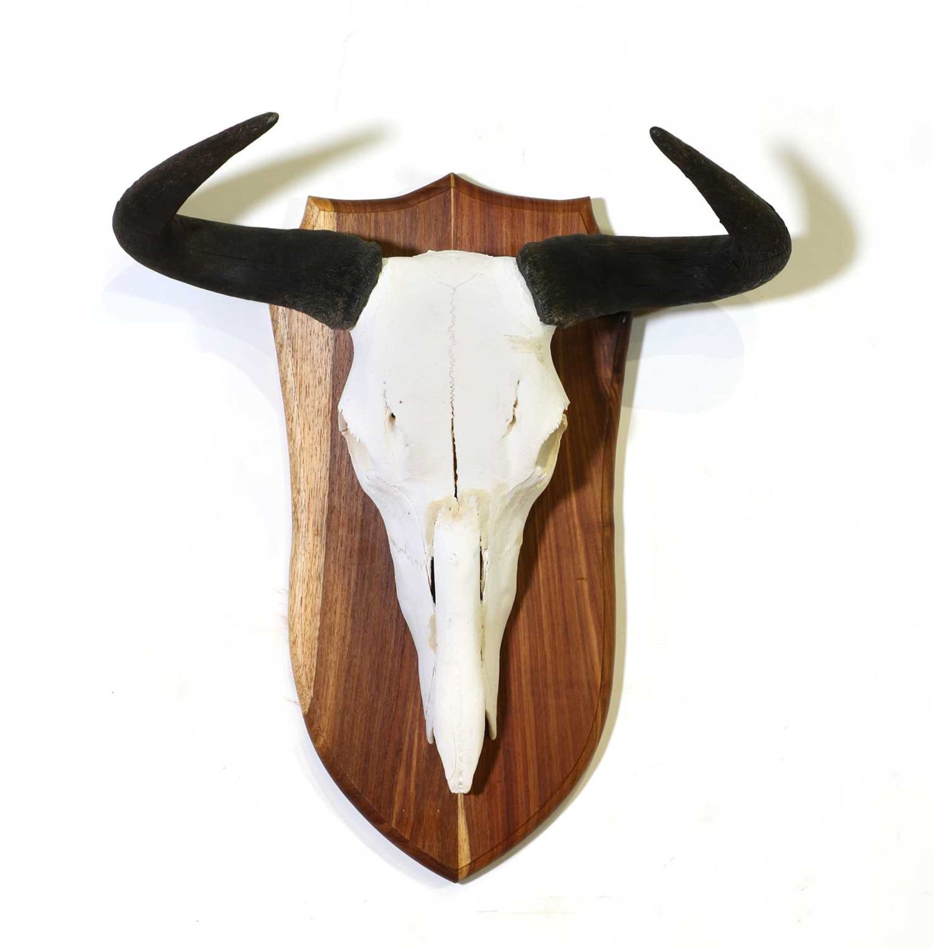 Taxidermy: Black wildebeest