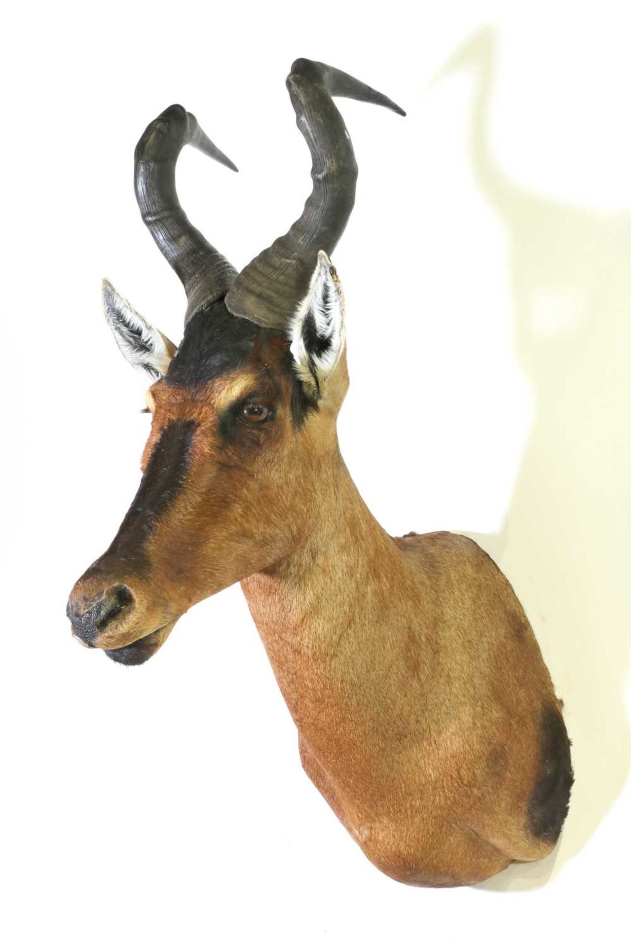 Taxidermy: Red hartebeest