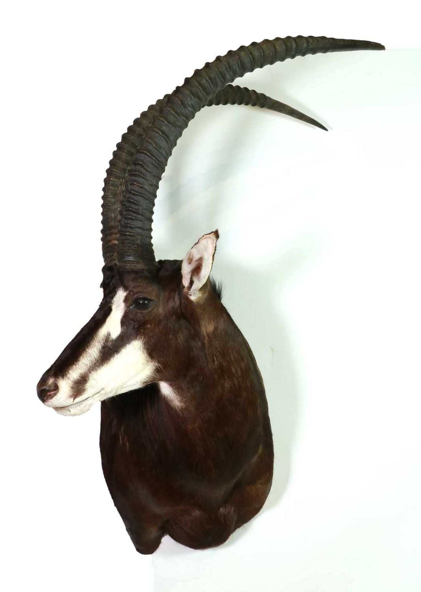 Taxidermy: Sable antelope