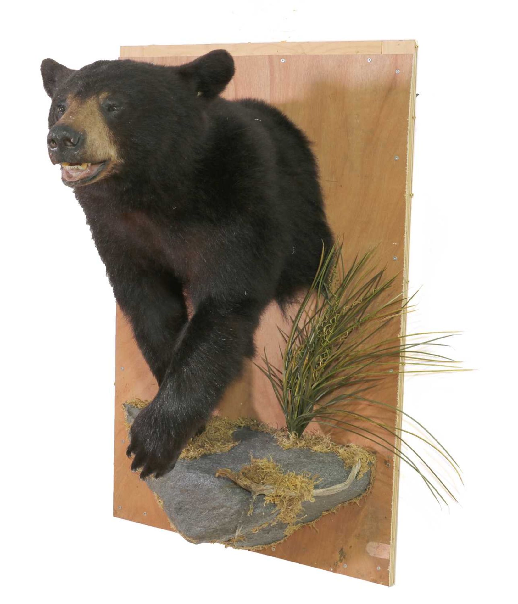 Taxidermy: Canadian black bear - Bild 2 aus 2