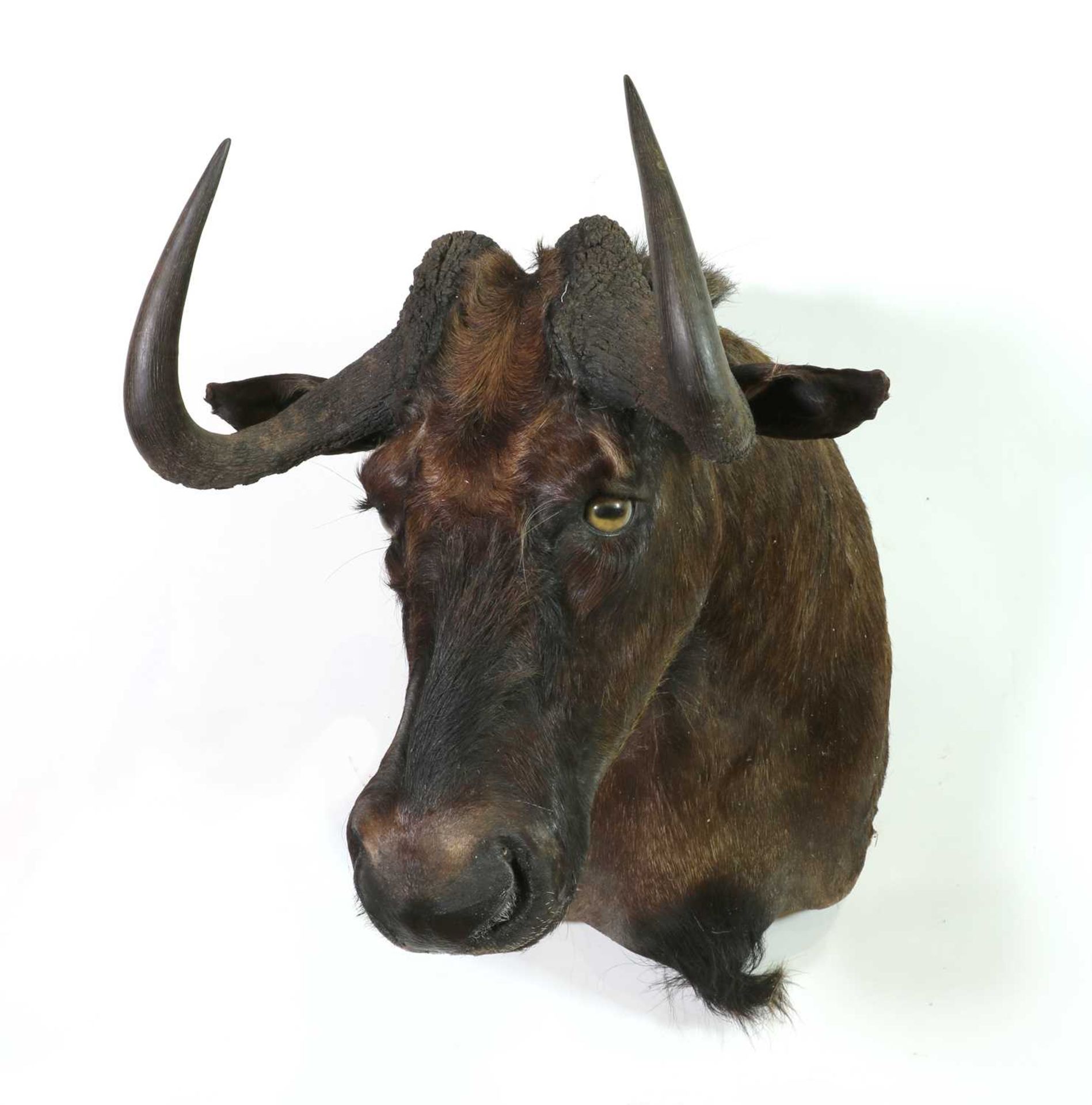 Taxidermy: Black wildebeest