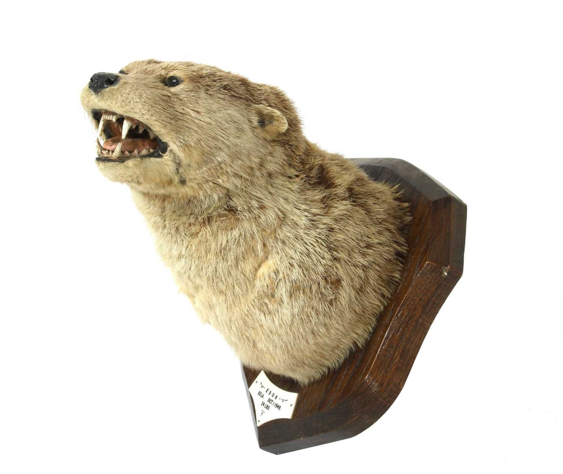 Taxidermy: Otter mask