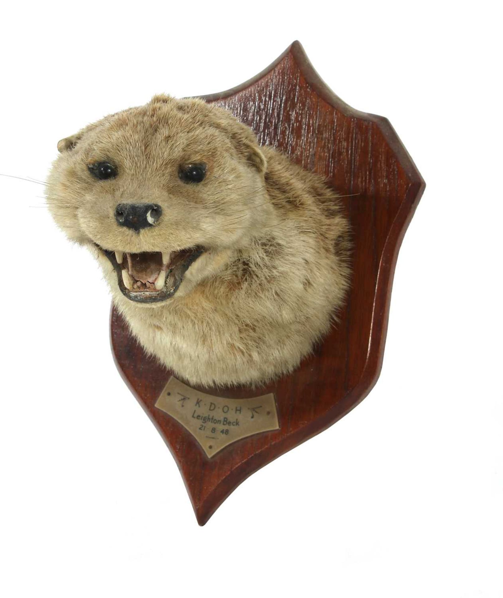 Taxidermy: Otter mask