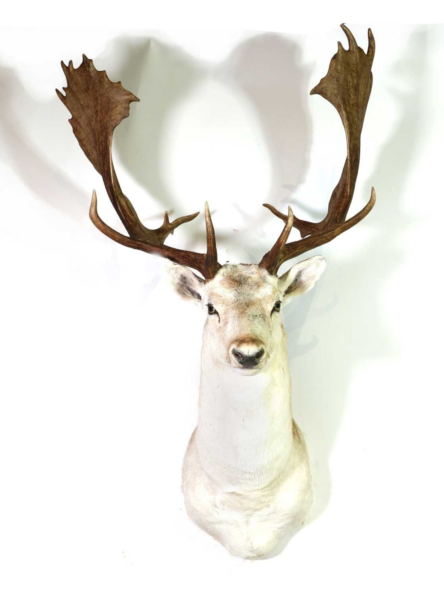 Taxidermy: White fallow buck