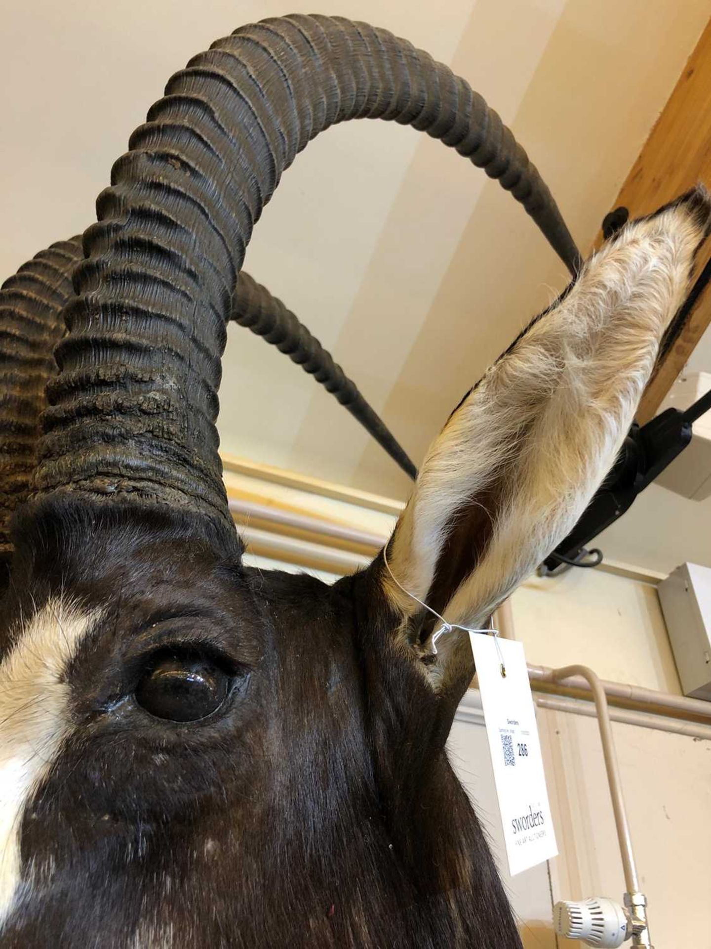 Taxidermy: Sable antelope - Image 9 of 11