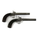 A pair of percussion belt pistols