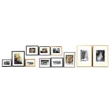 A group of framed photographs of Christian the Lion,