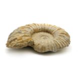An ammonite fossil
