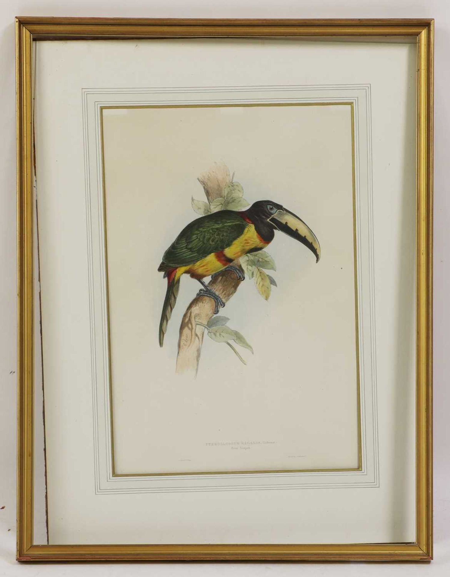 John Gould (1804-1881) - Bild 7 aus 16