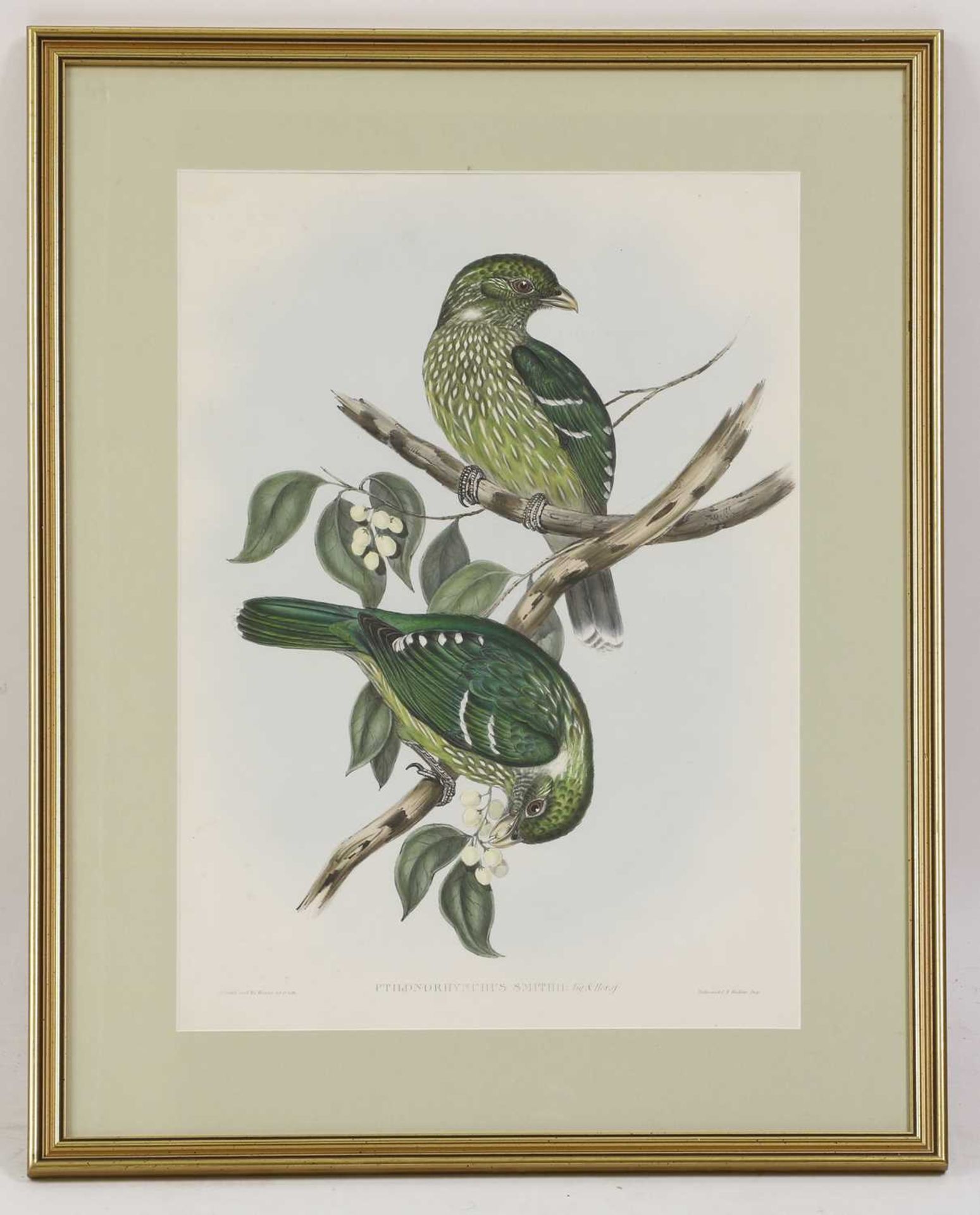 John Gould (1804-1881) - Bild 2 aus 16