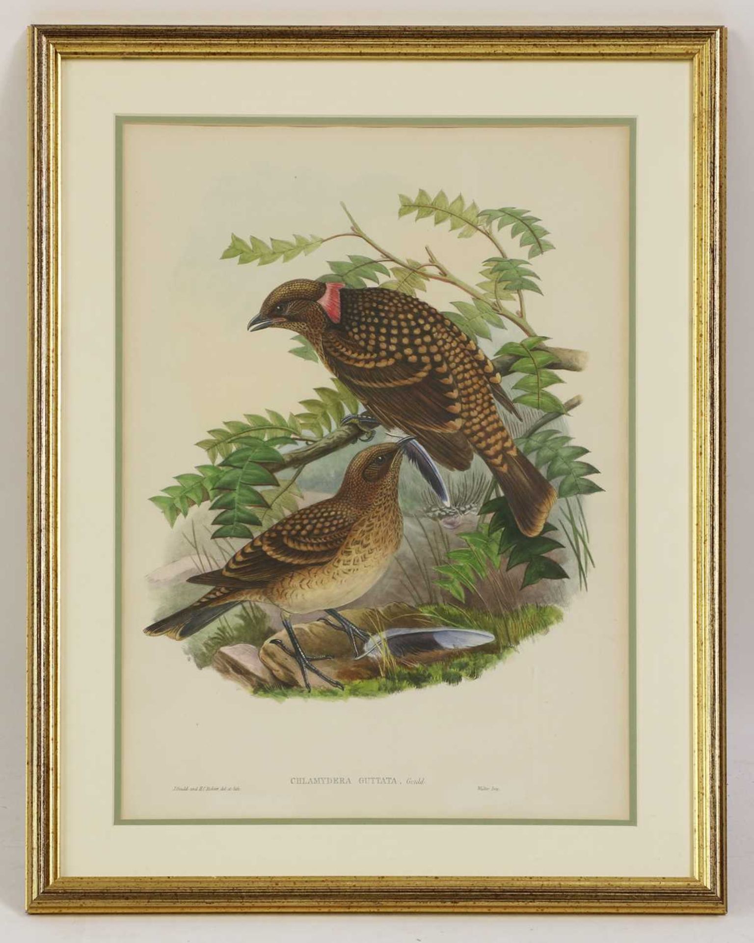 John Gould (1804-1881)