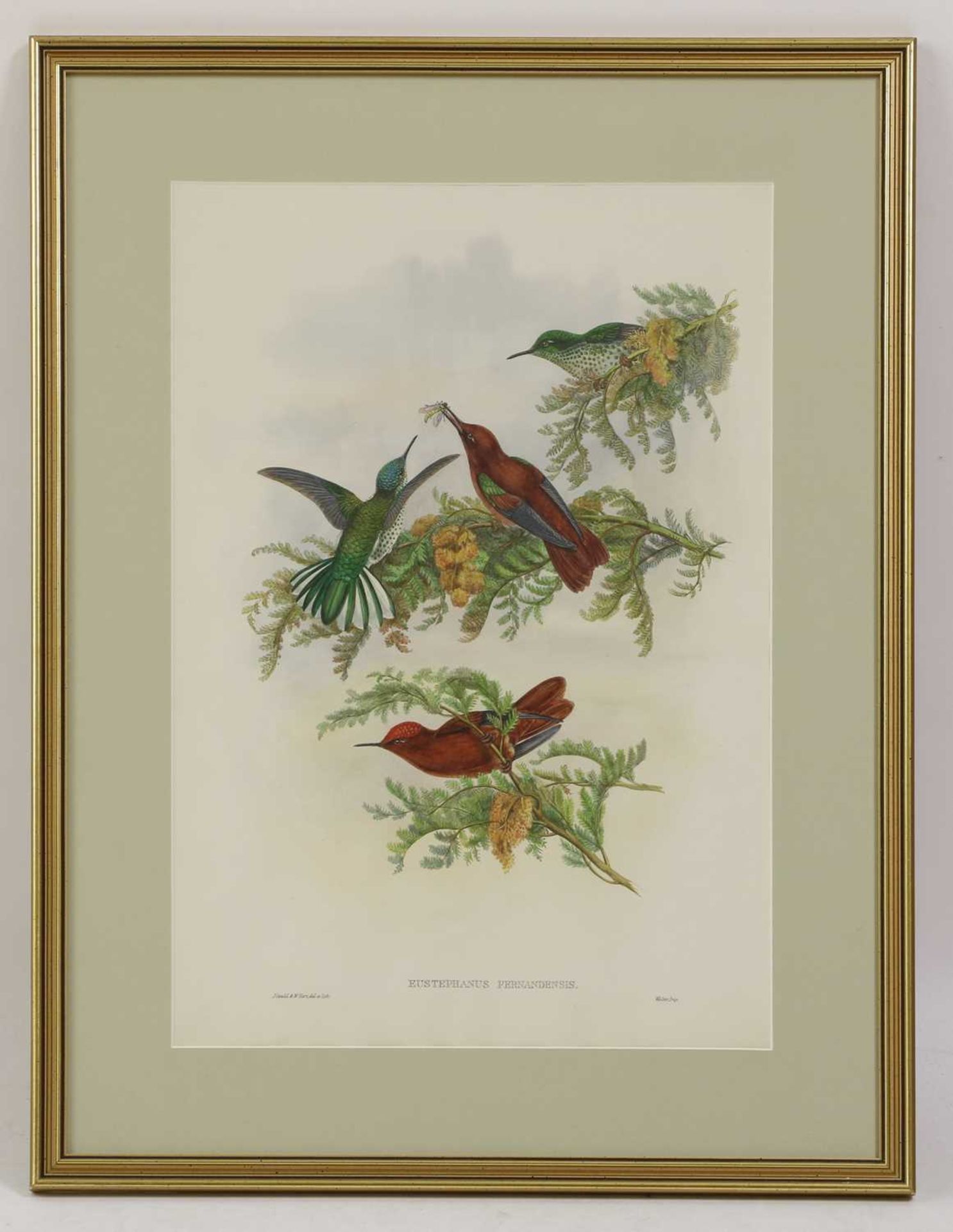 John Gould (1804-1881) - Bild 5 aus 16