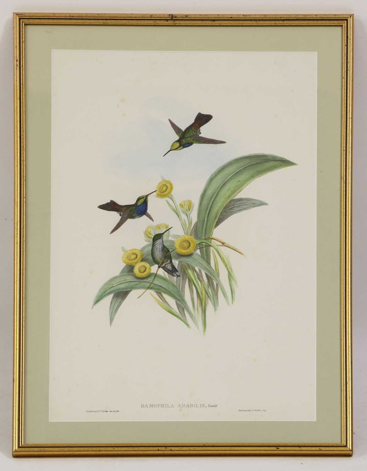 John Gould (1804-1881) - Bild 8 aus 16