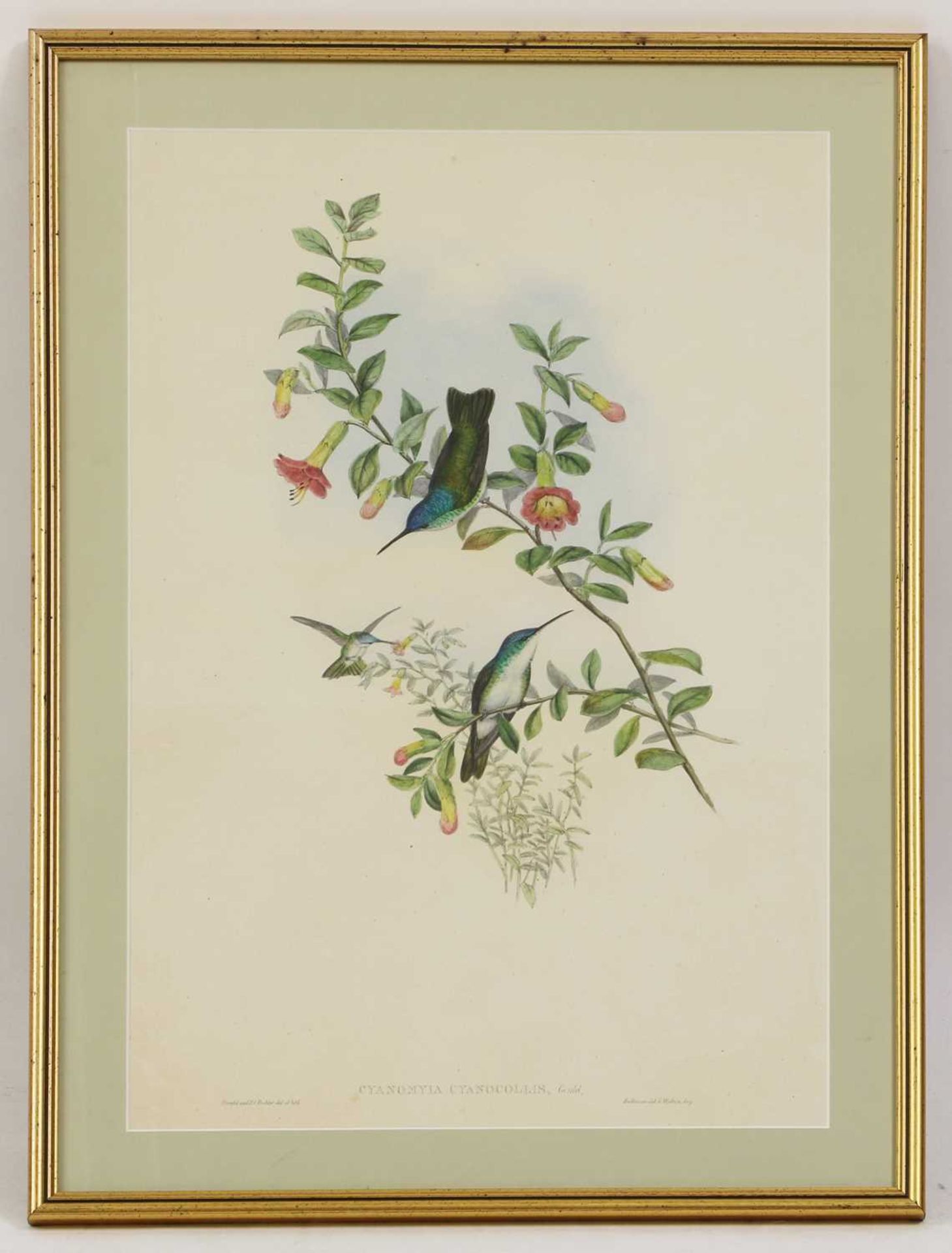 John Gould (1804-1881) - Bild 3 aus 16